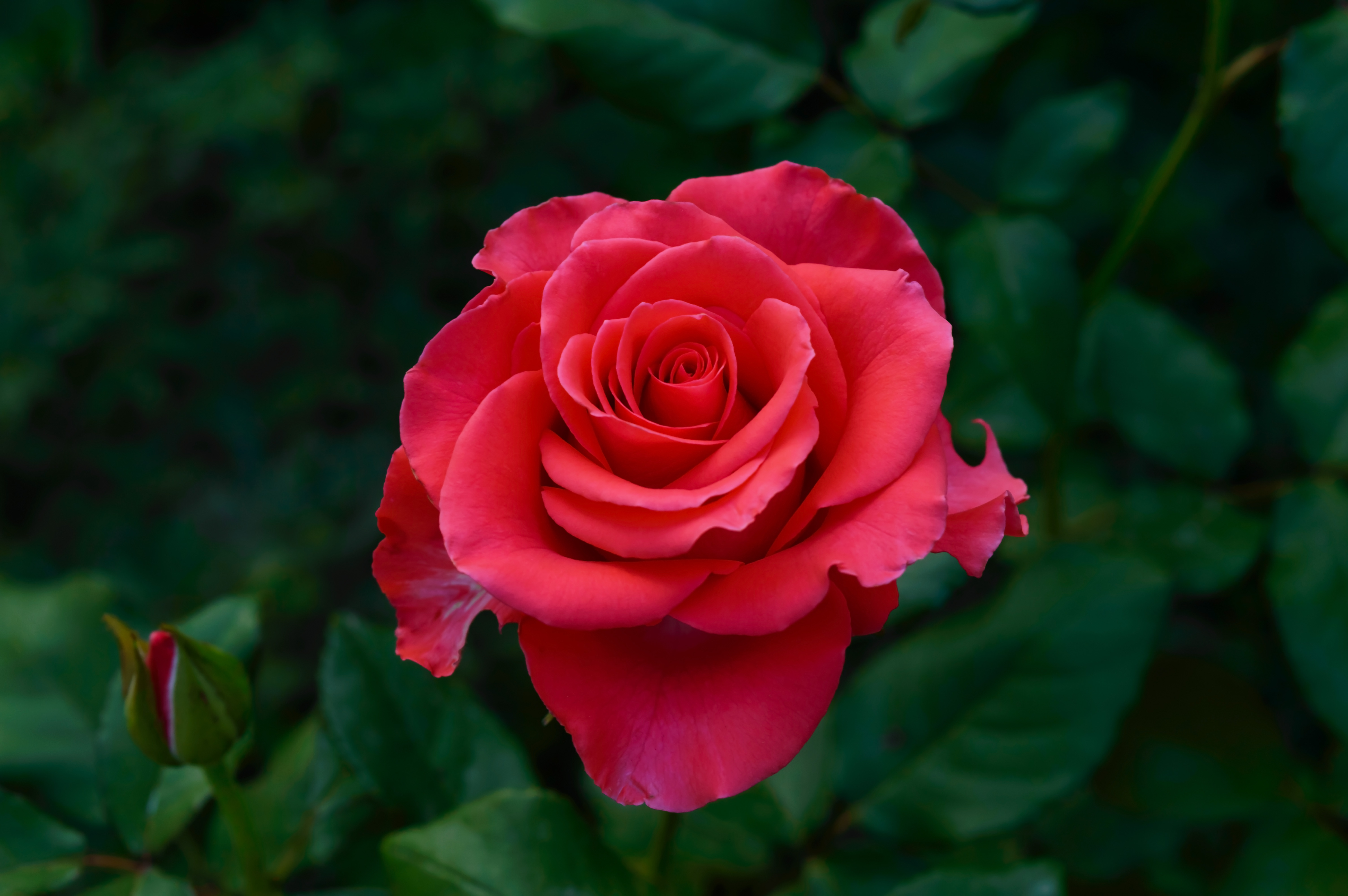 Фото одной розы крупным планом со стебельком