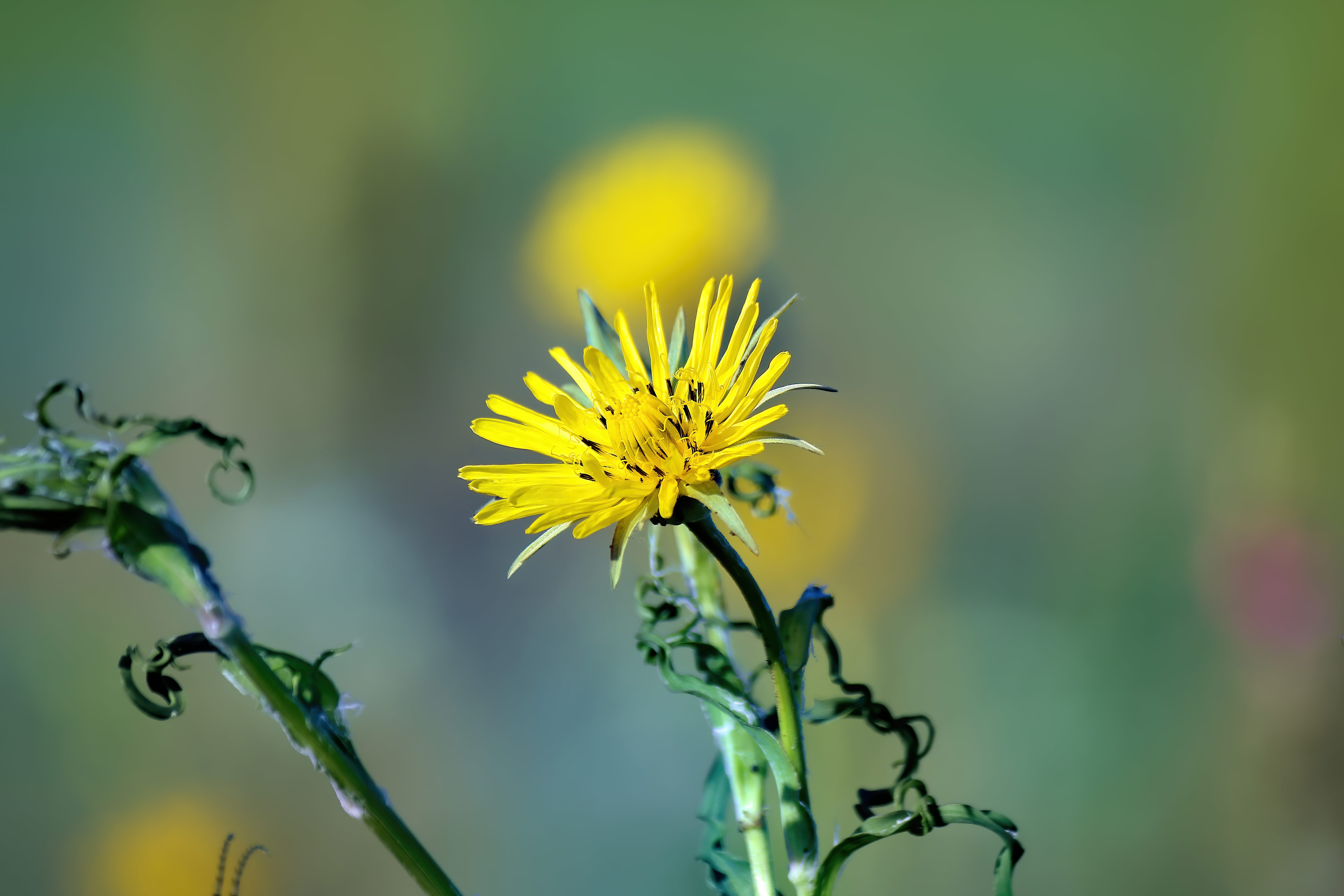 Обои цветок, лето, лепестки, flower, summer, petals разрешение 5184x3456 Загрузить