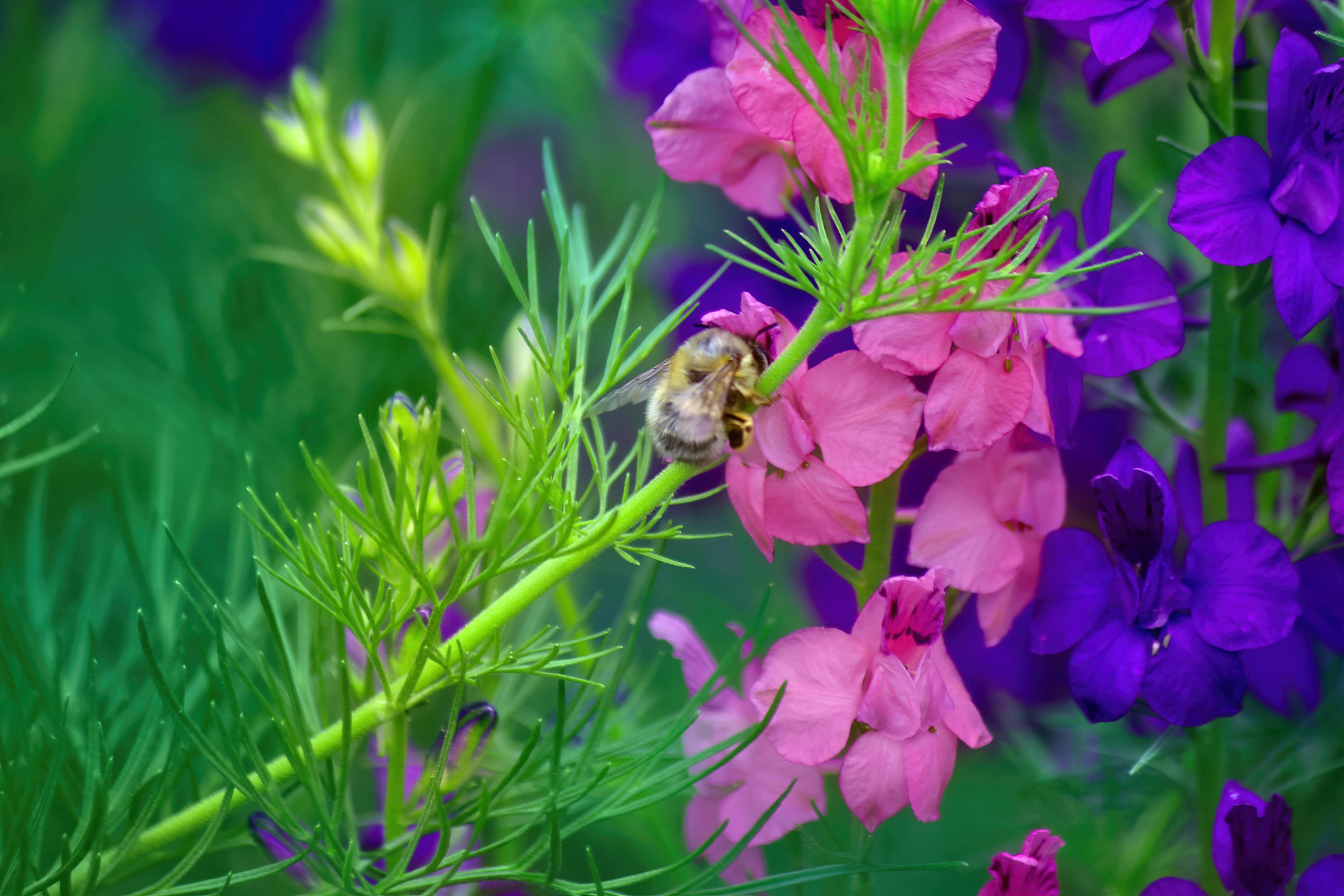 Обои насекомое, цветок, стебель, пчела, дельфиниум, insect, flower, stem, bee, delphinium разрешение 5184x3456 Загрузить