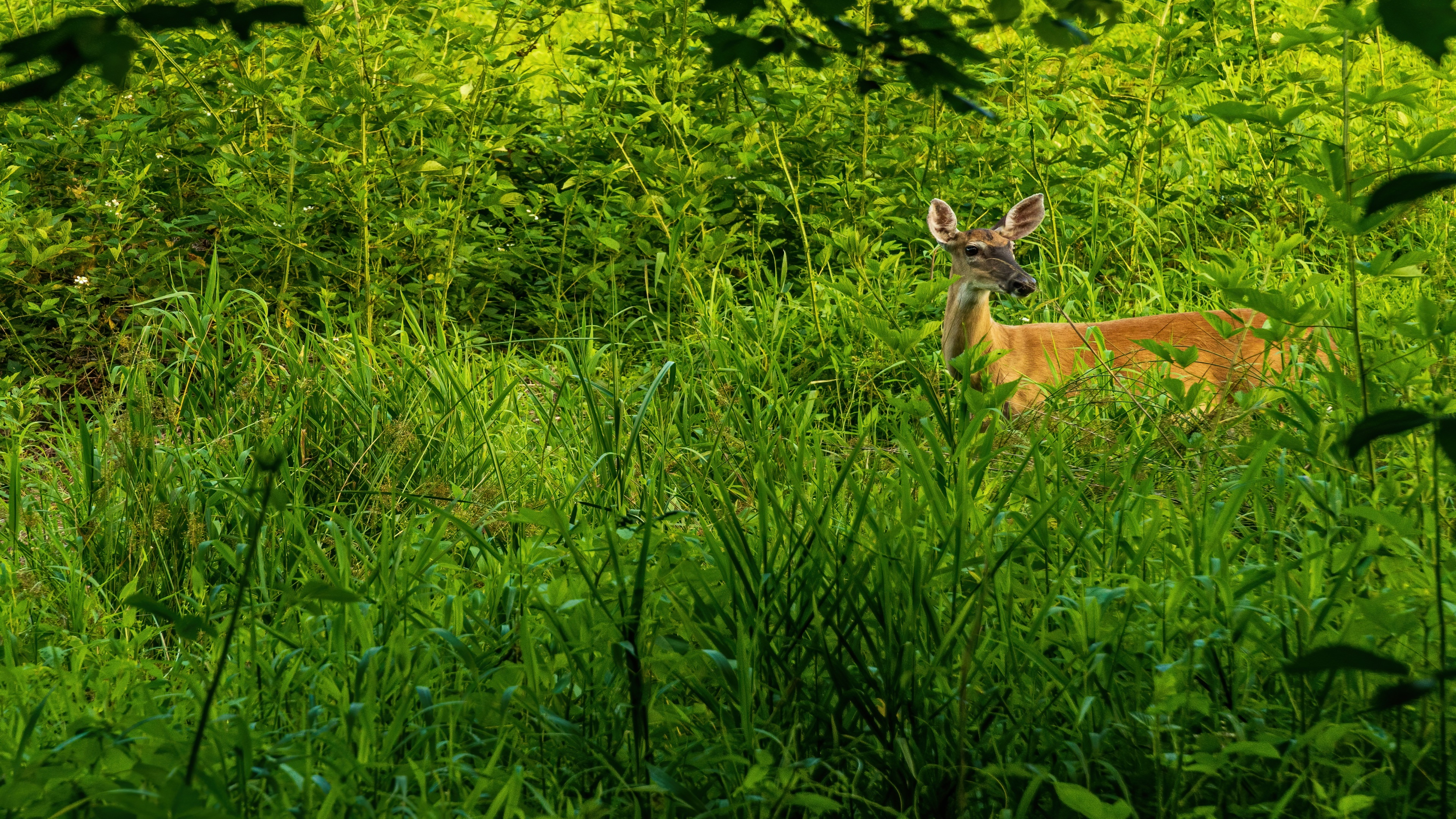 Обои природа, растения, олень, косуля, nature, plants, deer, roe разрешение 3840x2160 Загрузить