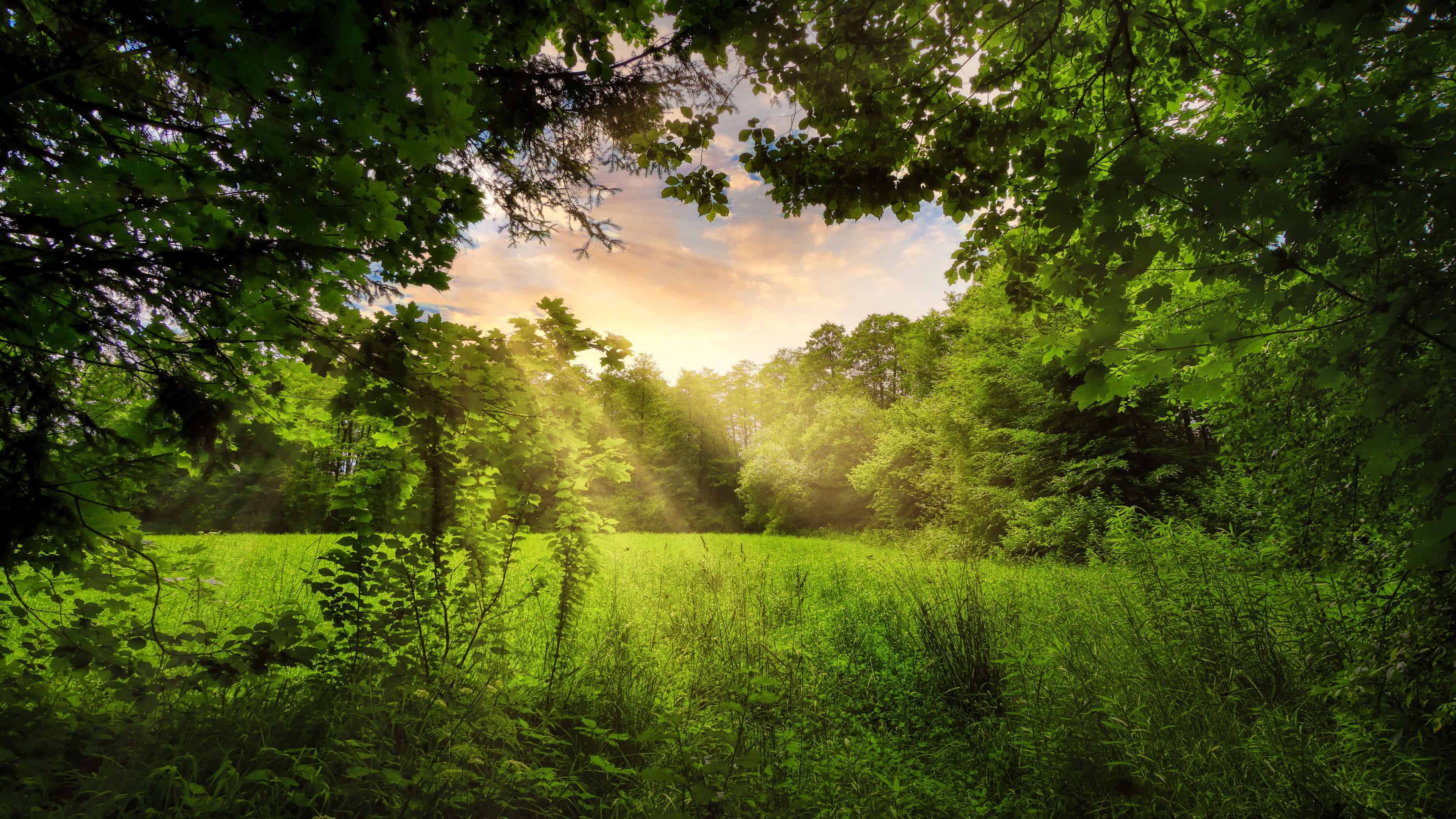 Обои трава, деревья, природа, лес, поле, поляна, луг, солнечный луч, grass, trees, nature, forest, field, glade, meadow, sunbeam разрешение 3840x2160 Загрузить