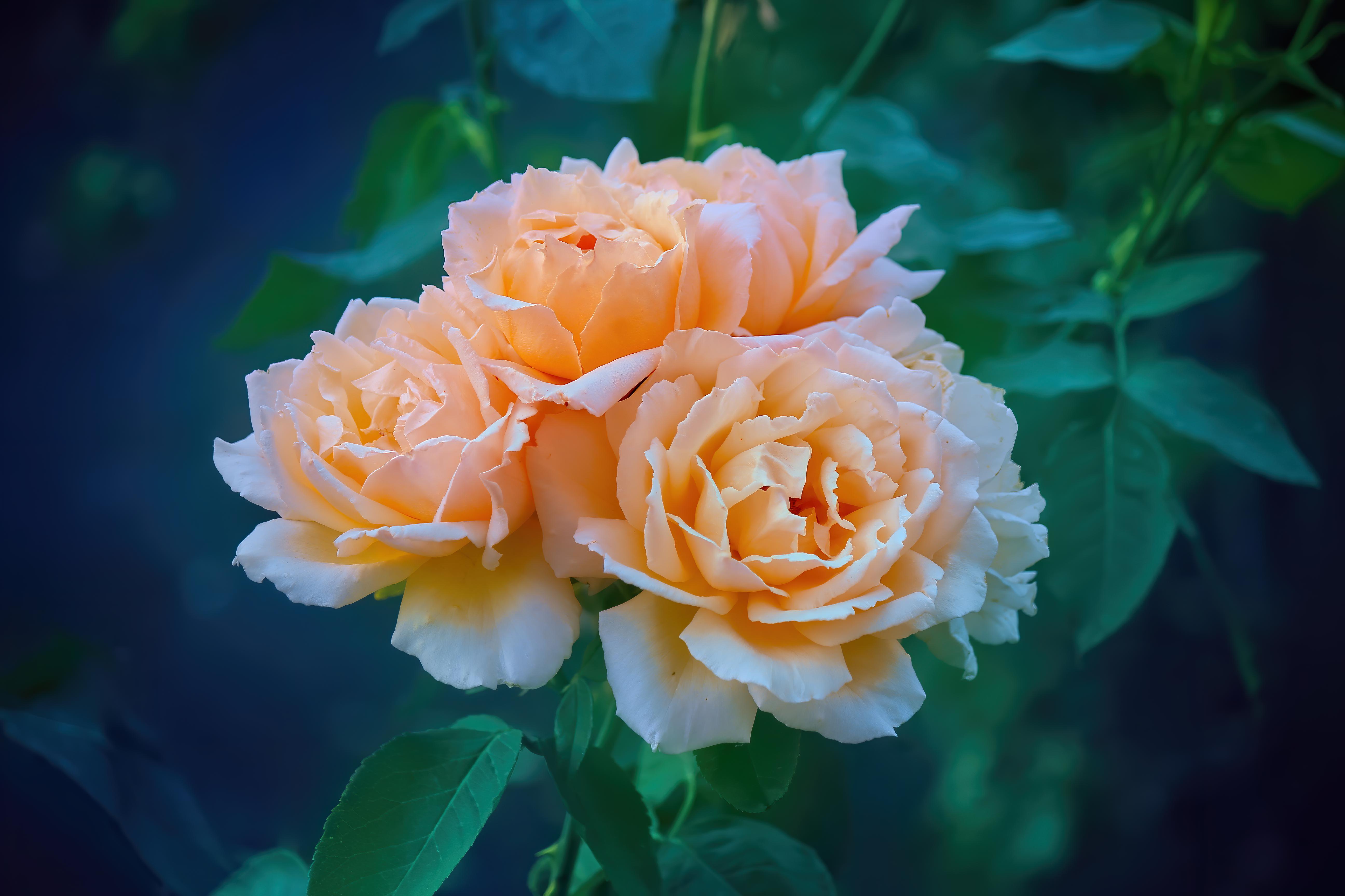 Обои цветы, розы, оранжевые, flowers, roses, orange разрешение 5184x3456 Загрузить