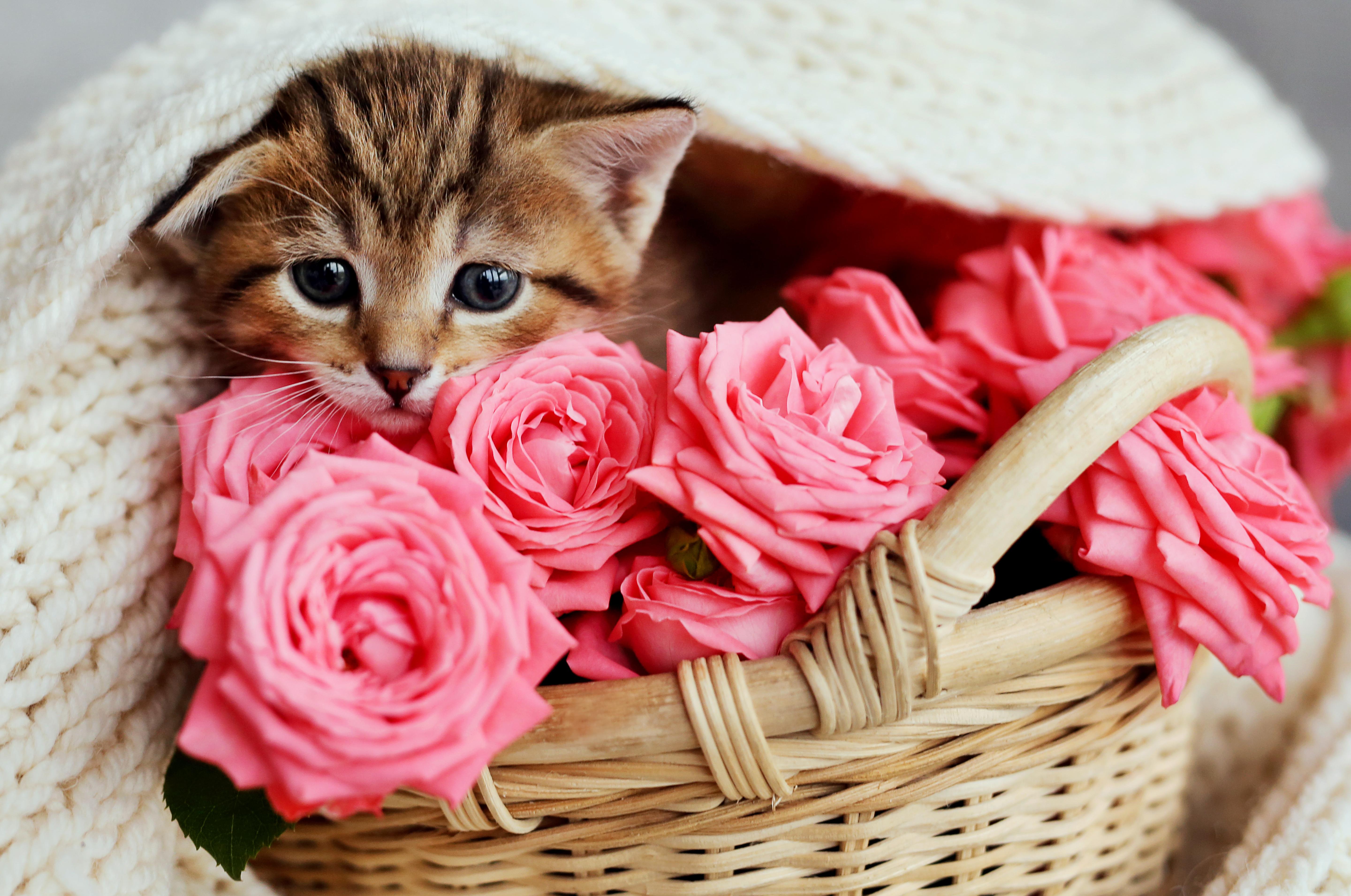 Обои кот, розы, кошка, котенок, розовые, малыш, корзинка, cat, roses, kitty, pink, baby, basket разрешение 5760x3821 Загрузить