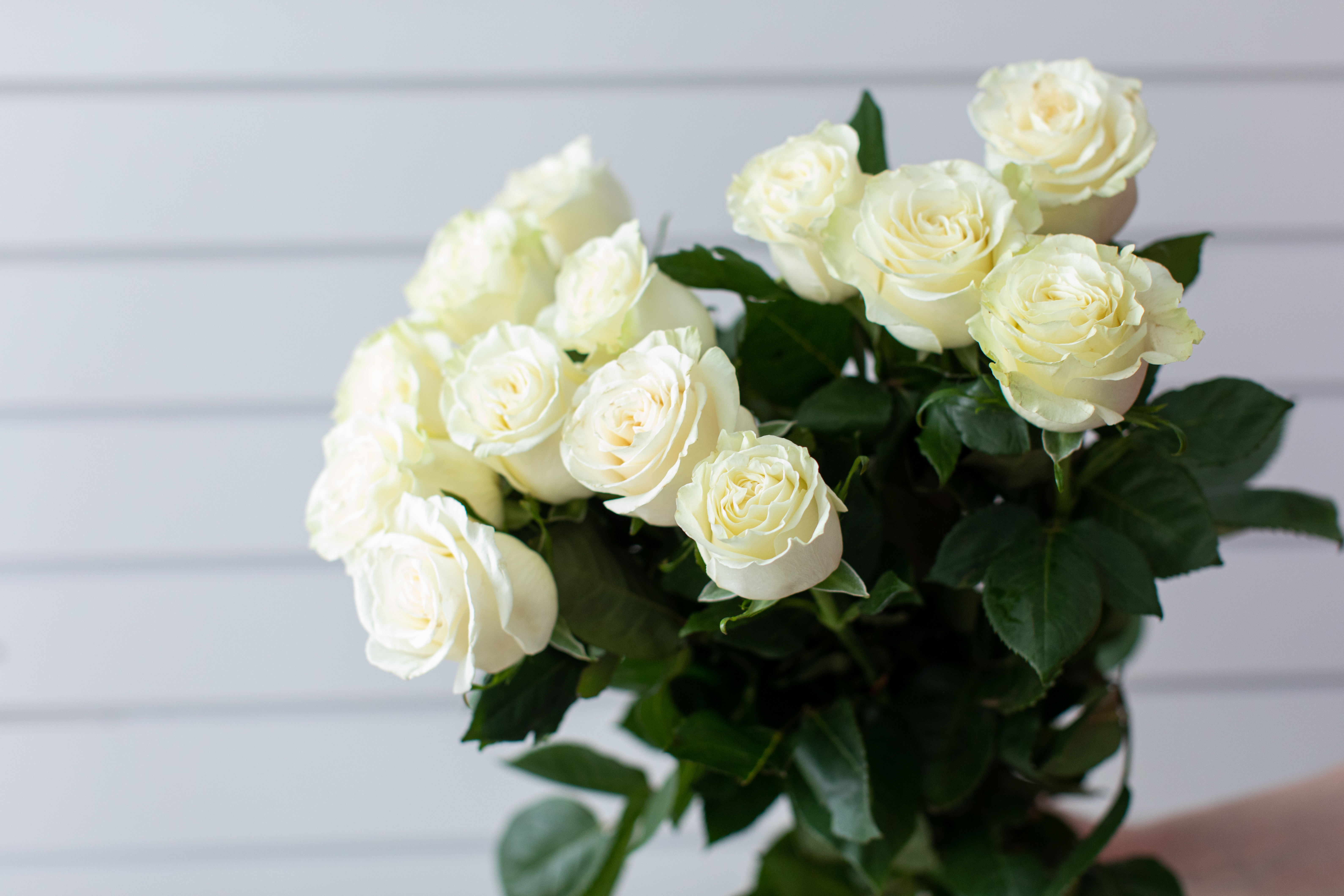 Белые розы версия. Цветы белые розы. Букет белых роз. Красивый белый букет.