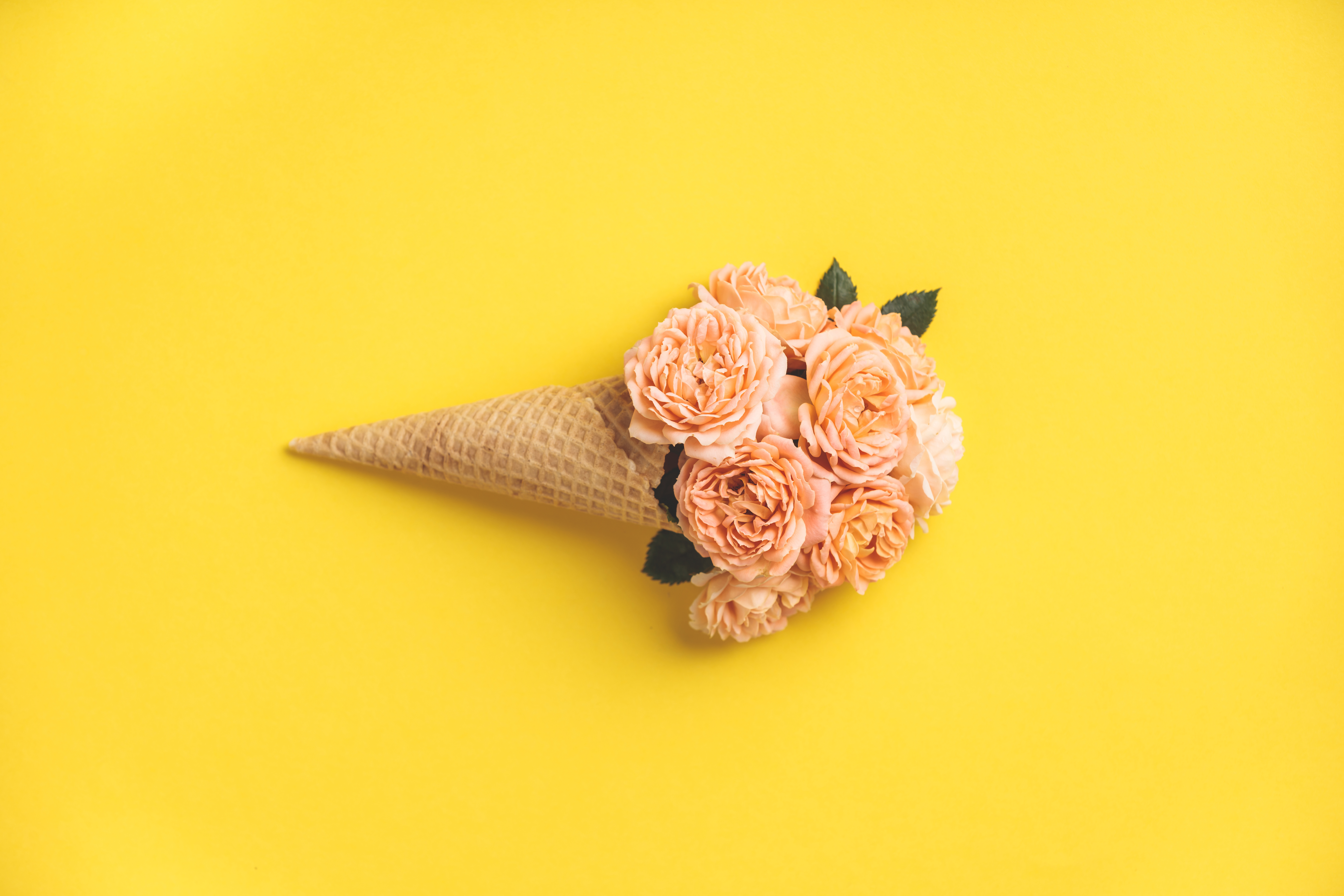 Обои фон, розы, желтые, вафельный рожок, background, roses, yellow, waffle cone разрешение 8000x5333 Загрузить