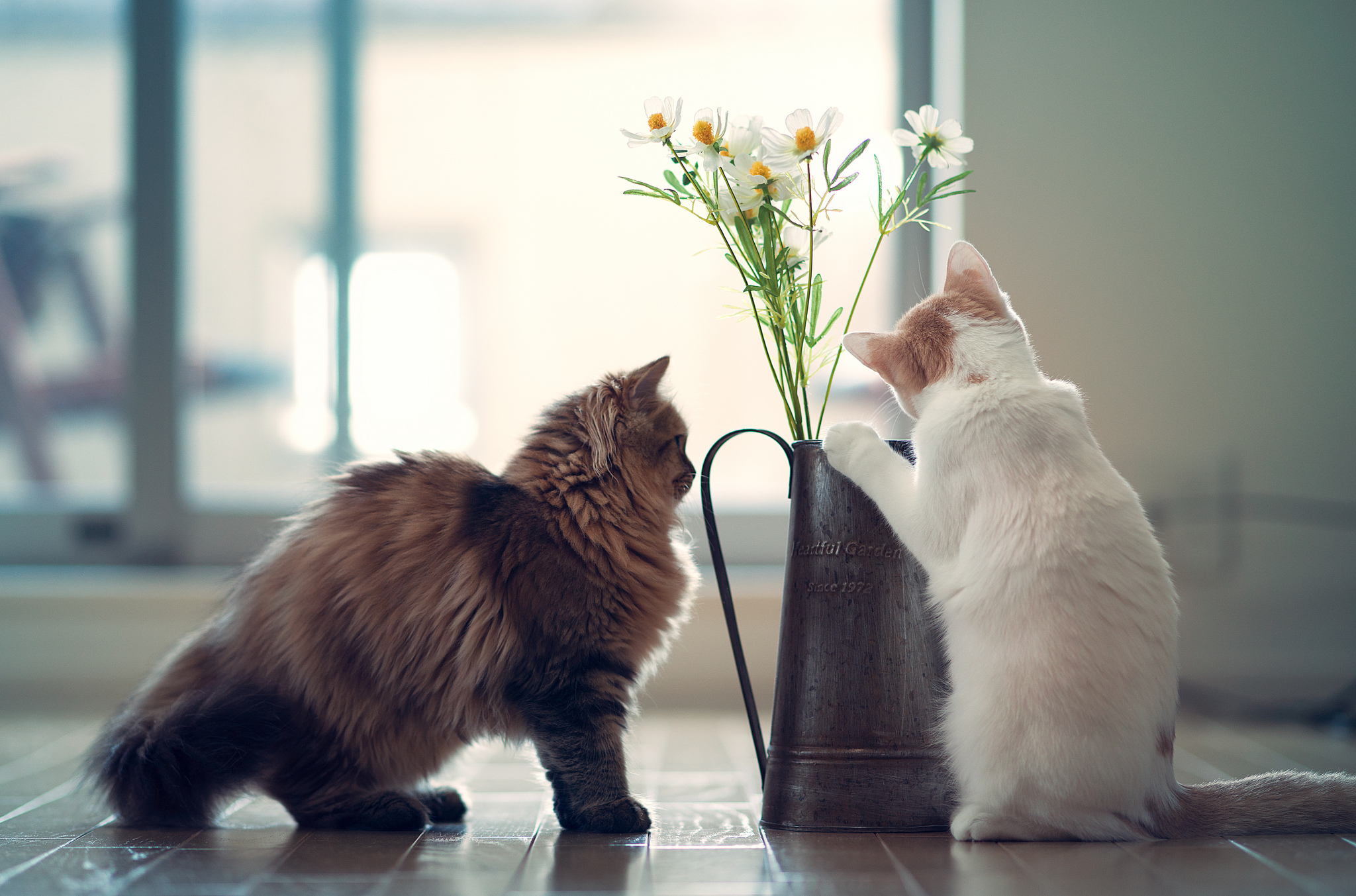 Котенок любит играть с цветами. Забавные кошки. Котики и цветы.