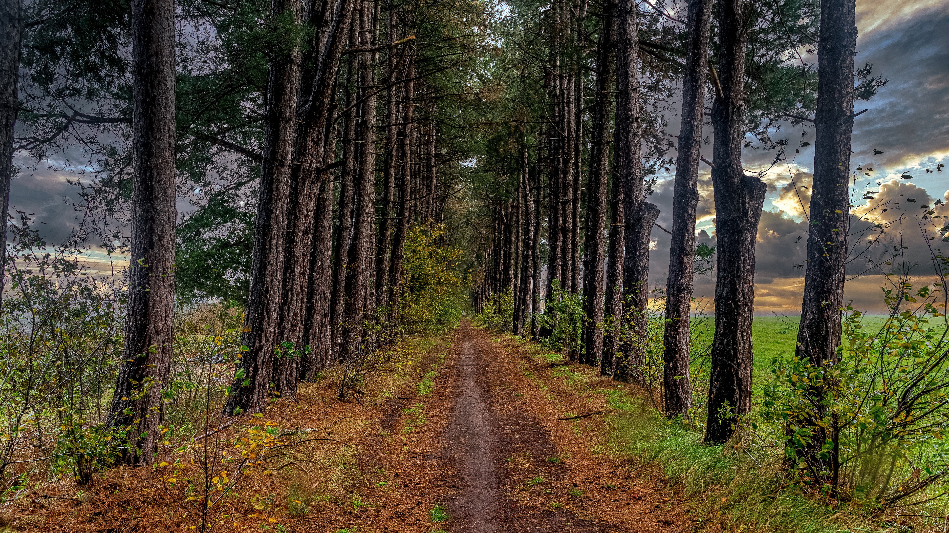 Обои дорога, деревья, дорожка, осень, тропинка, сосна, road, trees, track, autumn, path, pine разрешение 3840x2160 Загрузить