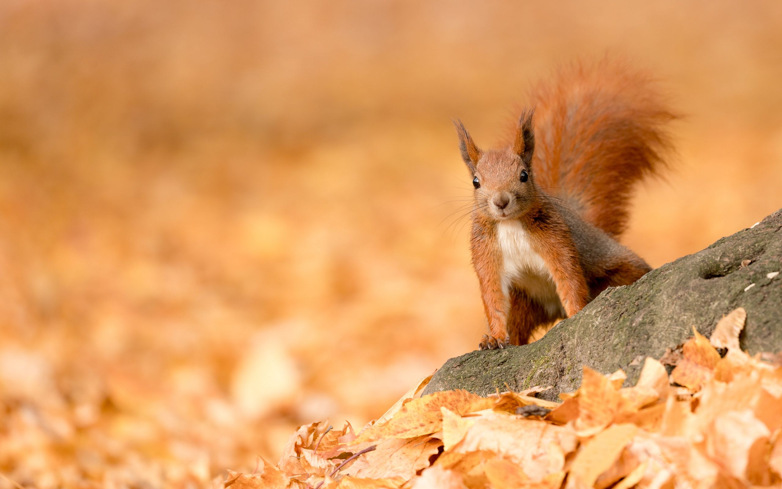 Обои листья, осень, животное, белка, коричневый, leaves, autumn, animal, protein, brown разрешение 2560x1600 Загрузить