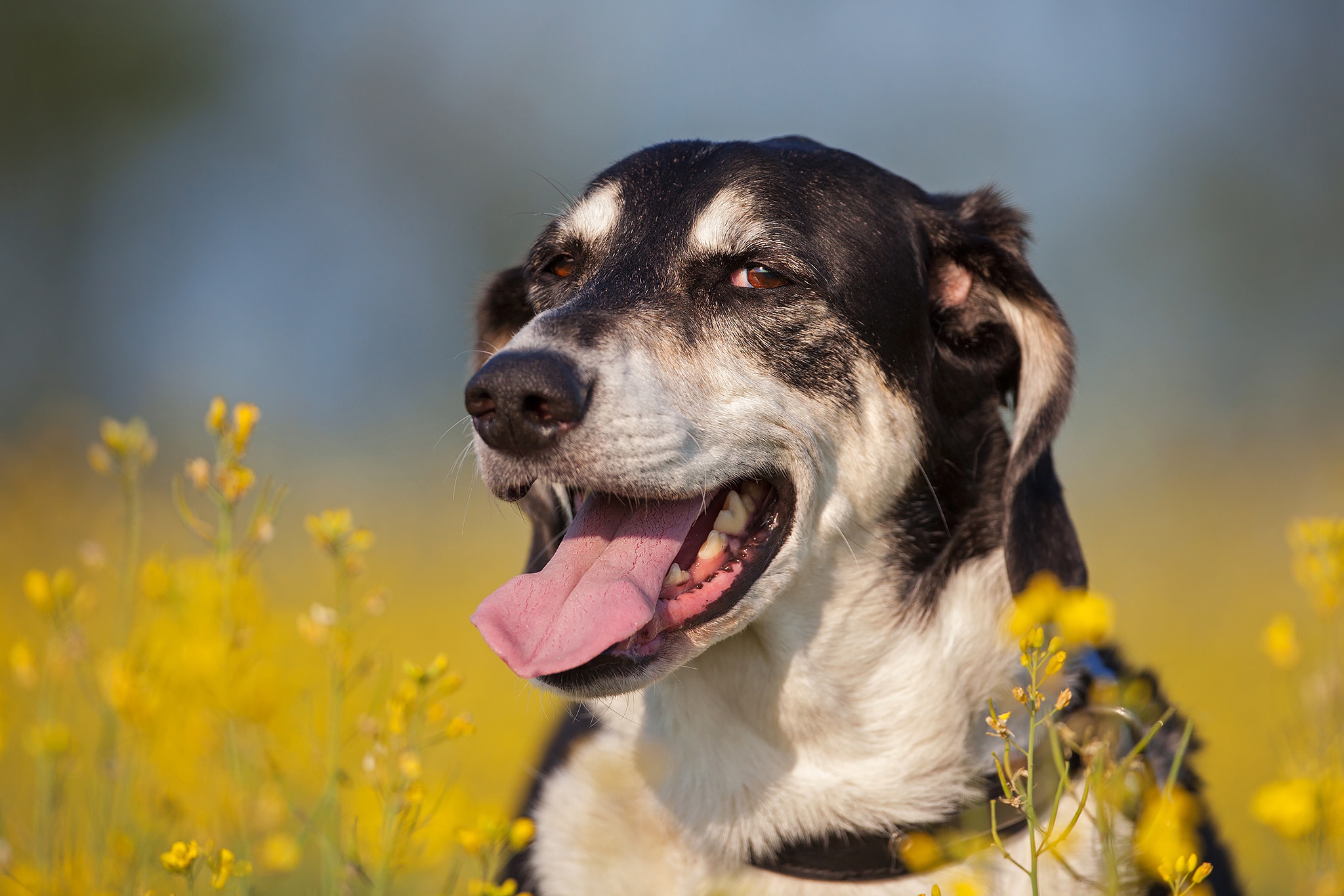 Обои морда, цветы, собака, язык, боке, face, flowers, dog, language, bokeh разрешение 2048x1365 Загрузить