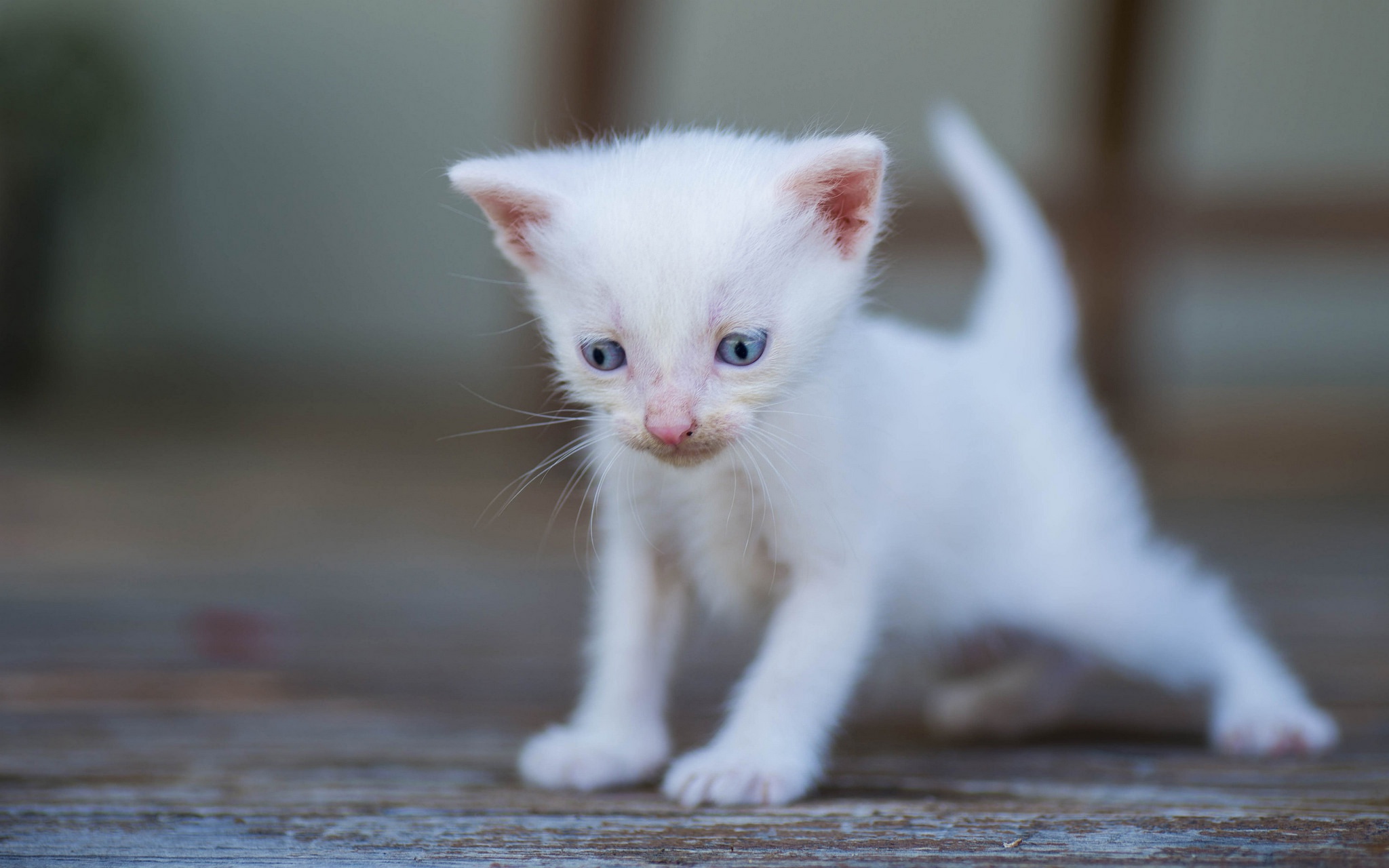 Беленьких котиков. Белый котенок. Маленький котенок. Маленький белый котик. Чисто белые котята.