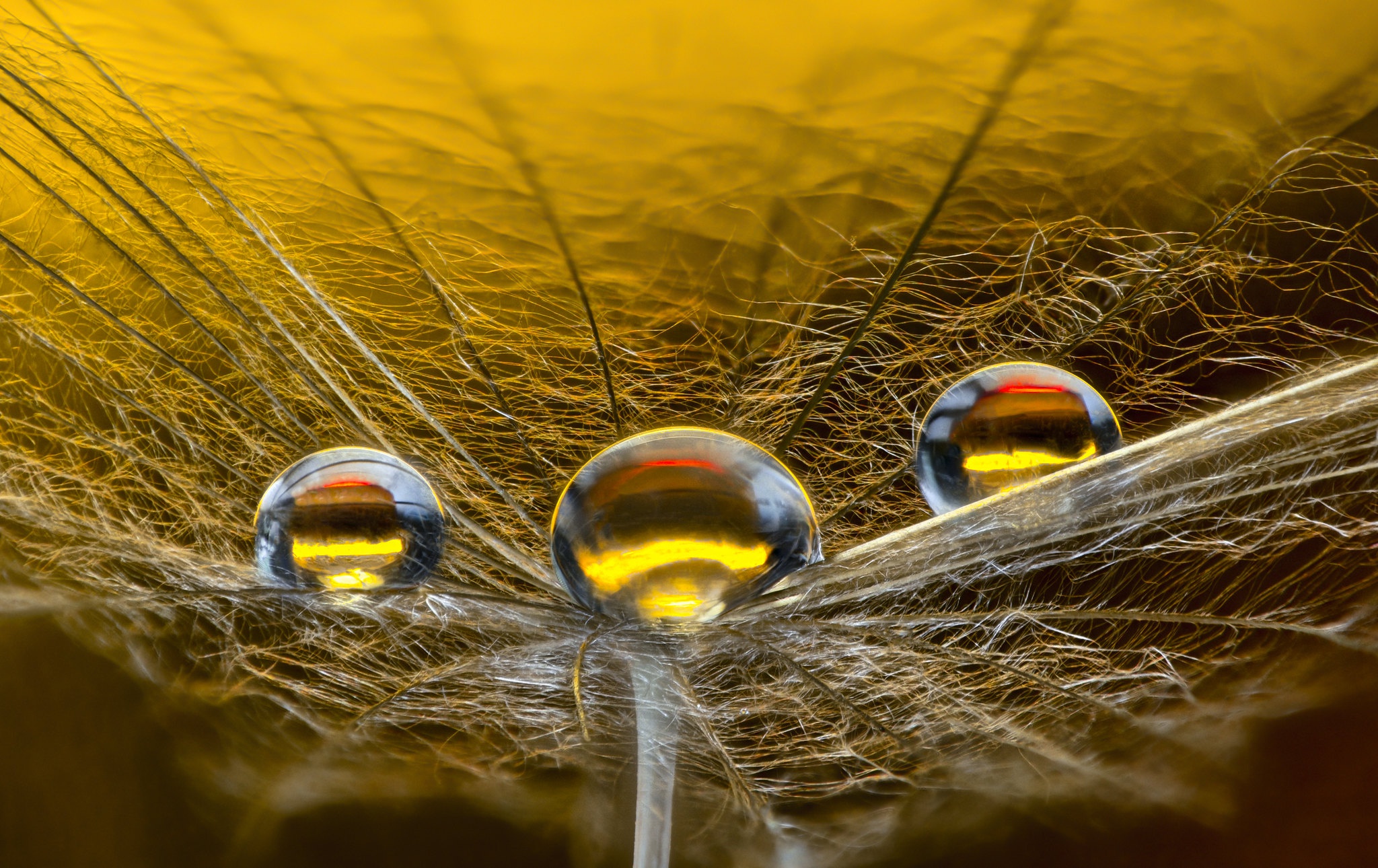 Обои макро, цветок, капли, macro, flower, drops разрешение 2048x1290 Загрузить