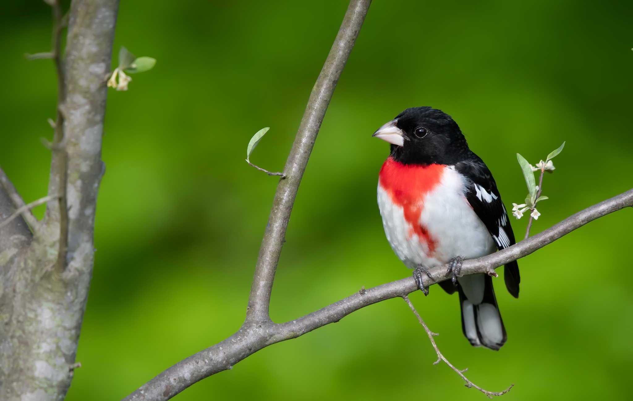 Обои природа, птица, красногрудый дубоносовый кардинал, nature, bird, the red-breasted cardinal dubonosov разрешение 2048x1300 Загрузить