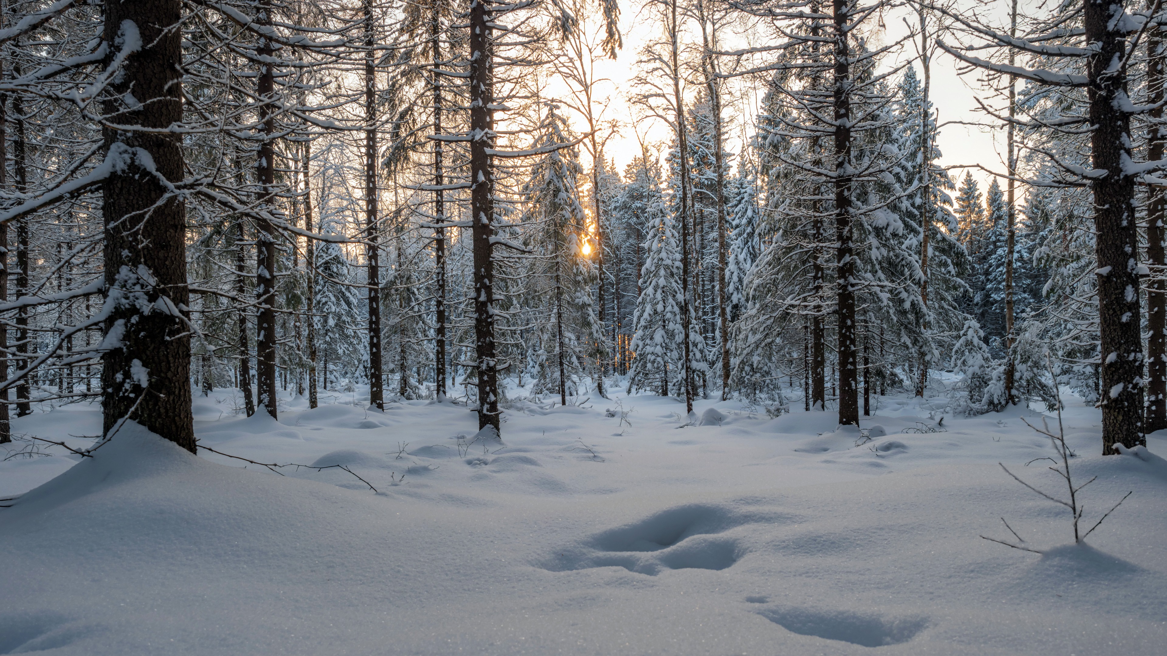 Обои природа, лес, nature, forest разрешение 3840x2160 Загрузить