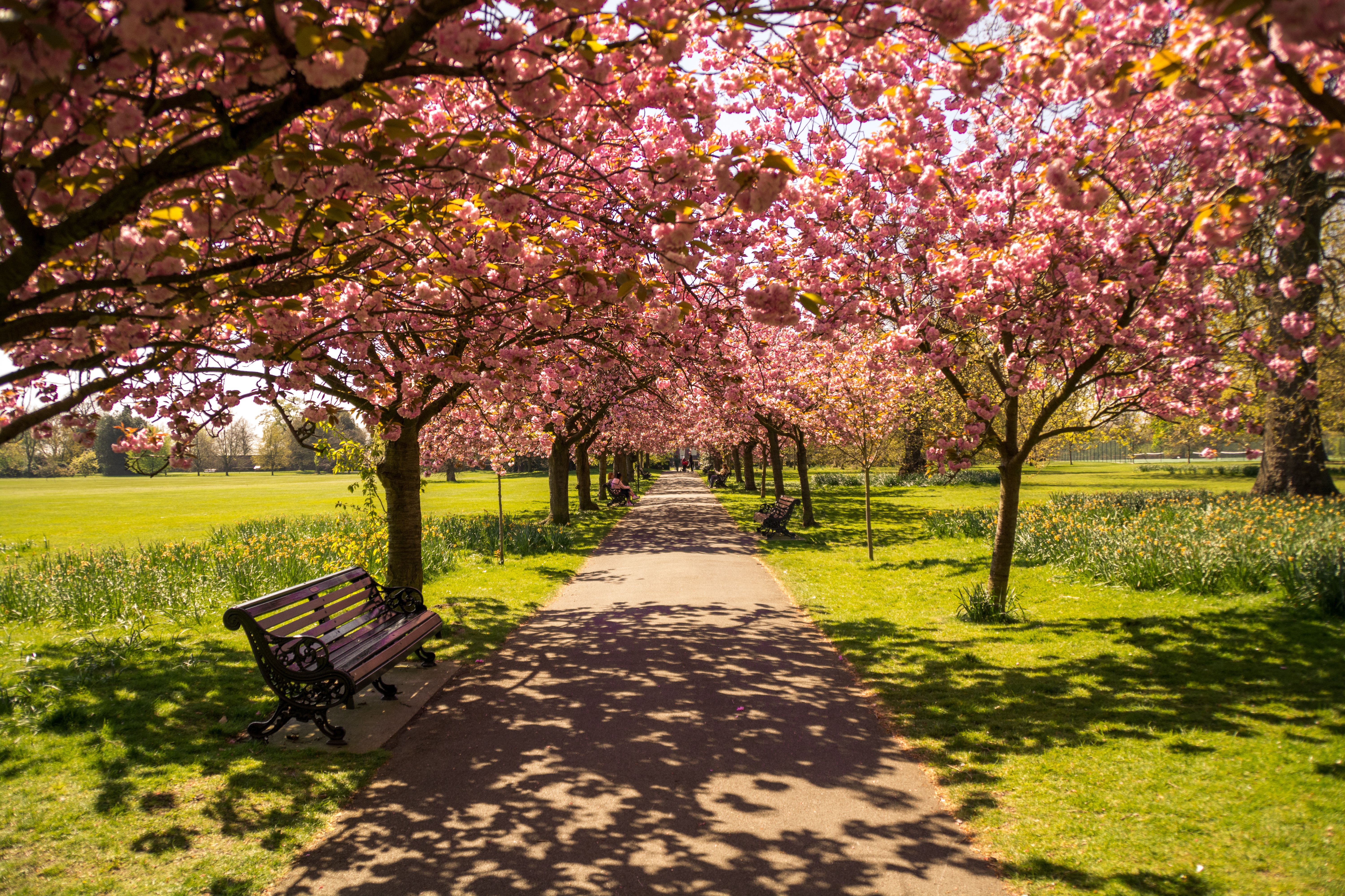 Обои цветение, парк, тень, весна, скамейка, солнечный свет, flowering, park, shadow, spring, bench, sunlight разрешение 6000x4000 Загрузить