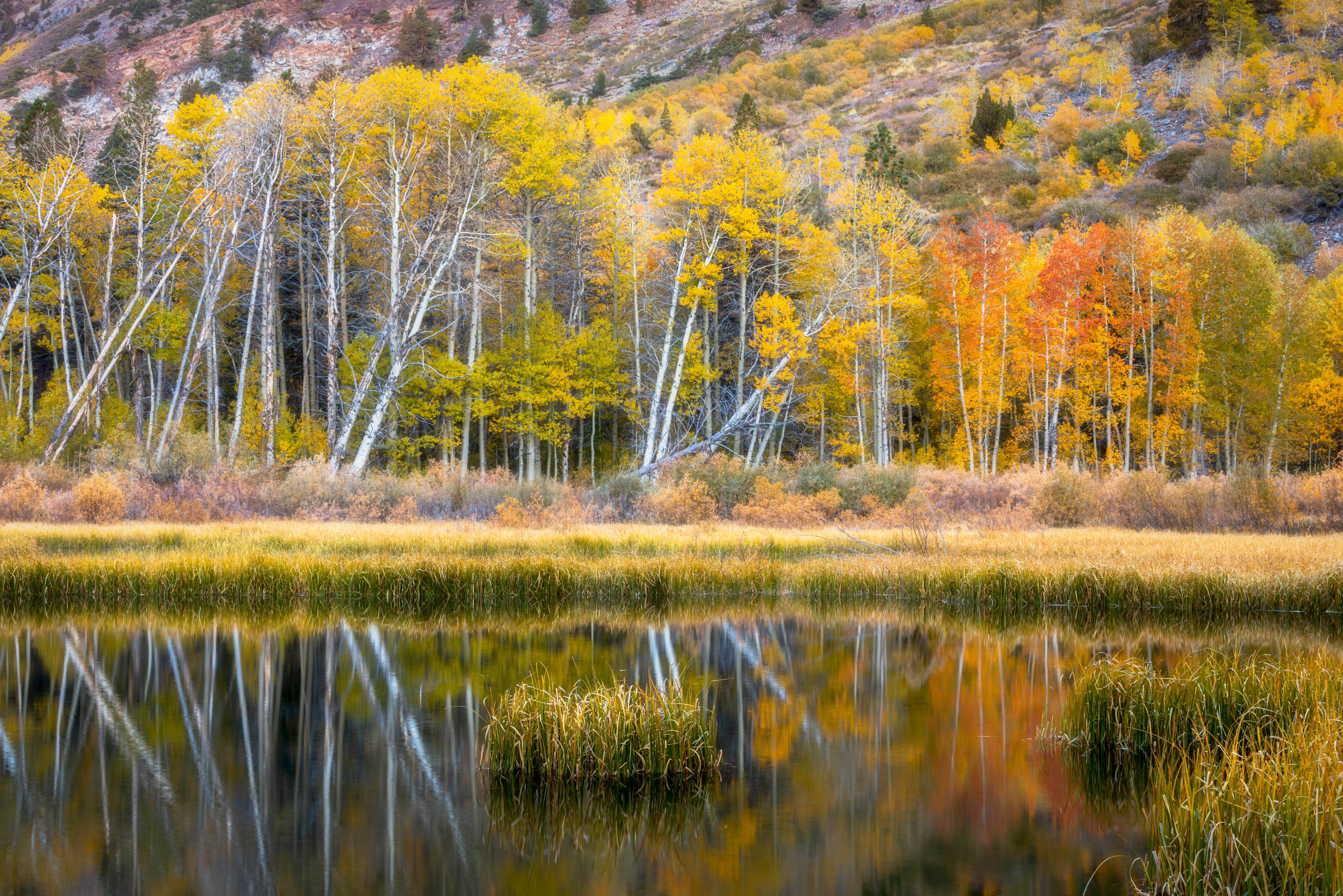 Обои берег, лес, отражение, осень, водоем, shore, forest, reflection, autumn, pond разрешение 6636x4428 Загрузить