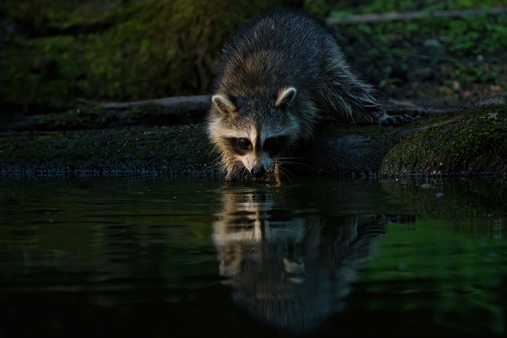 Обои берег, отражение, водоем, бревно, енот, shore, reflection, pond, log, raccoon разрешение 2000x1334 Загрузить