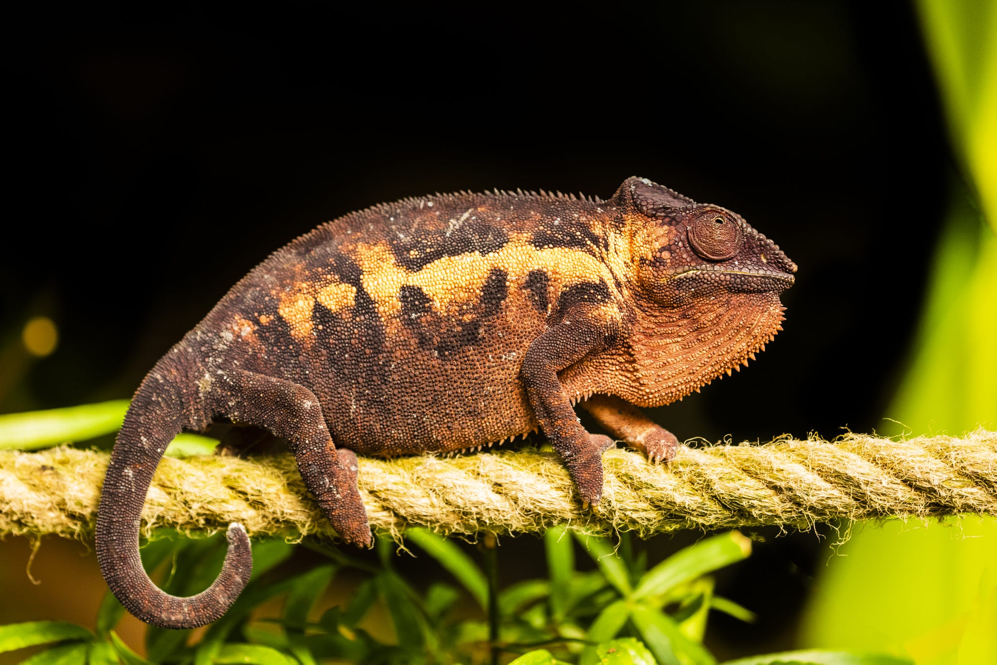 Обои черный фон, веревка, канат, хамелеон, рептилия, black background, rope, chameleon, reptile разрешение 2000x1334 Загрузить