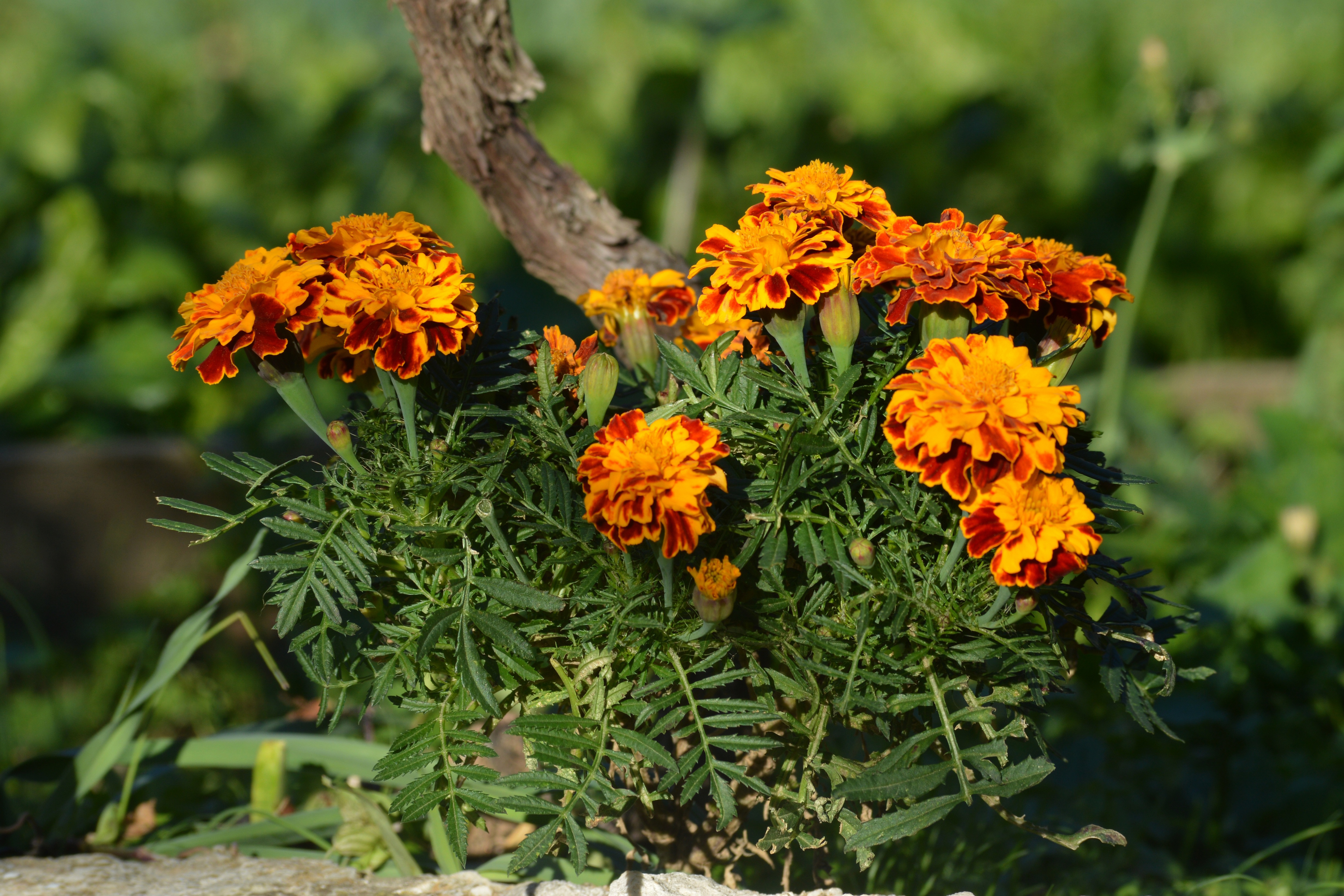 Обои цветы, бархатцы, flowers, marigolds разрешение 4911x3274 Загрузить