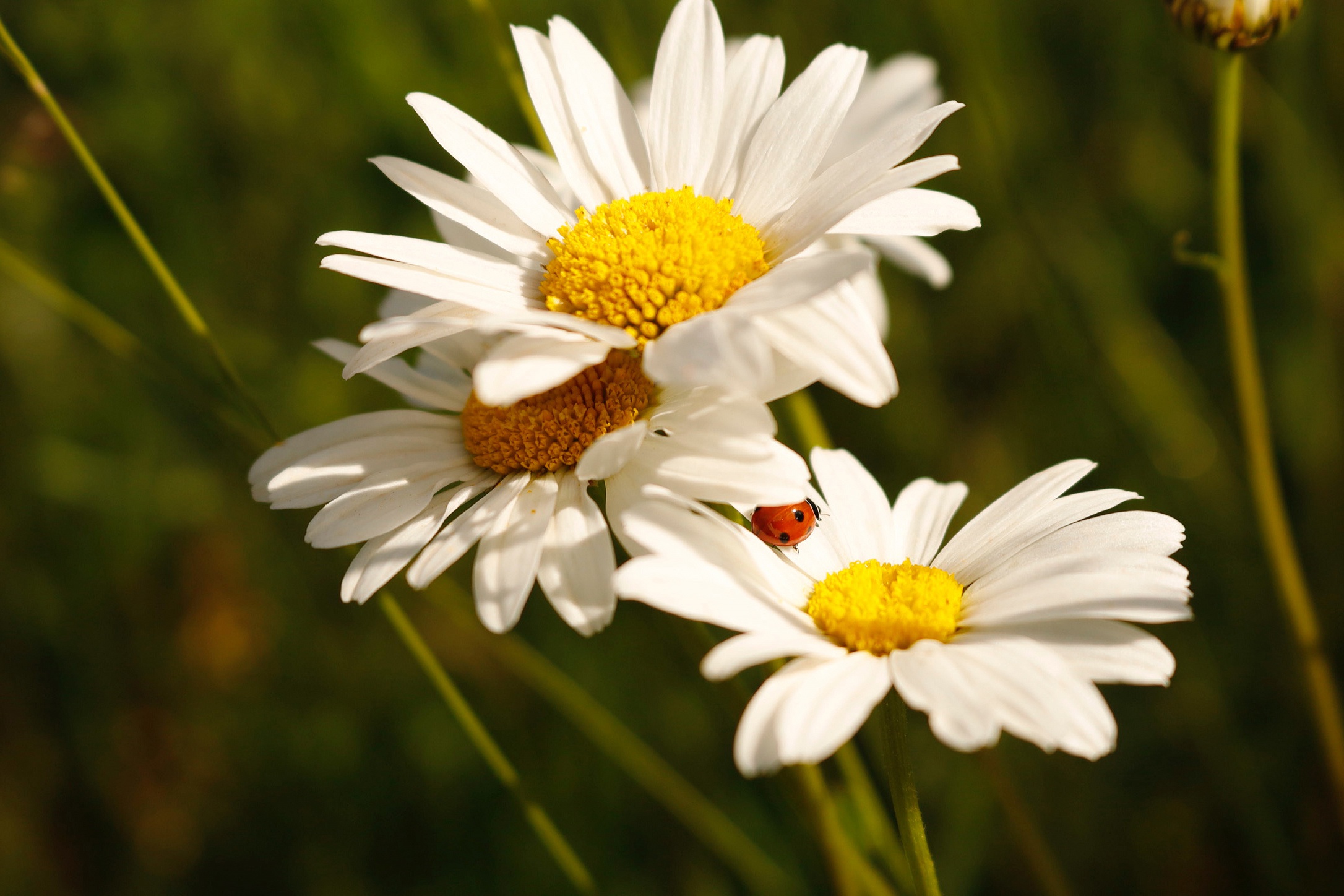 Обои цветы, божья коровка, ромашки, белые, боке, flowers, ladybug, chamomile, white, bokeh разрешение 2172x1448 Загрузить