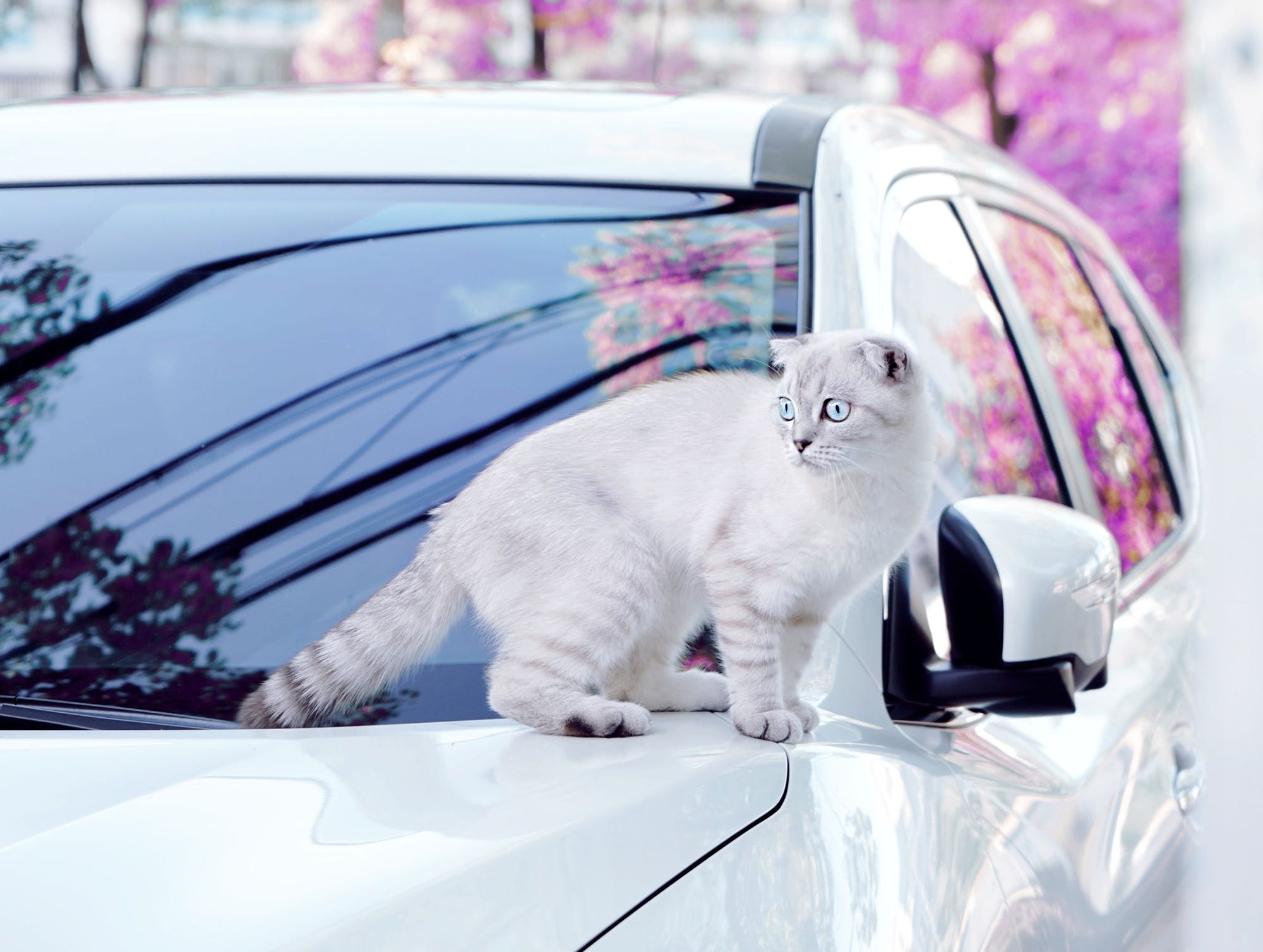 Кошка на капоте. Кот в машине. Белый кот в машине. Кошачья машина. Кошка на капоте машины.