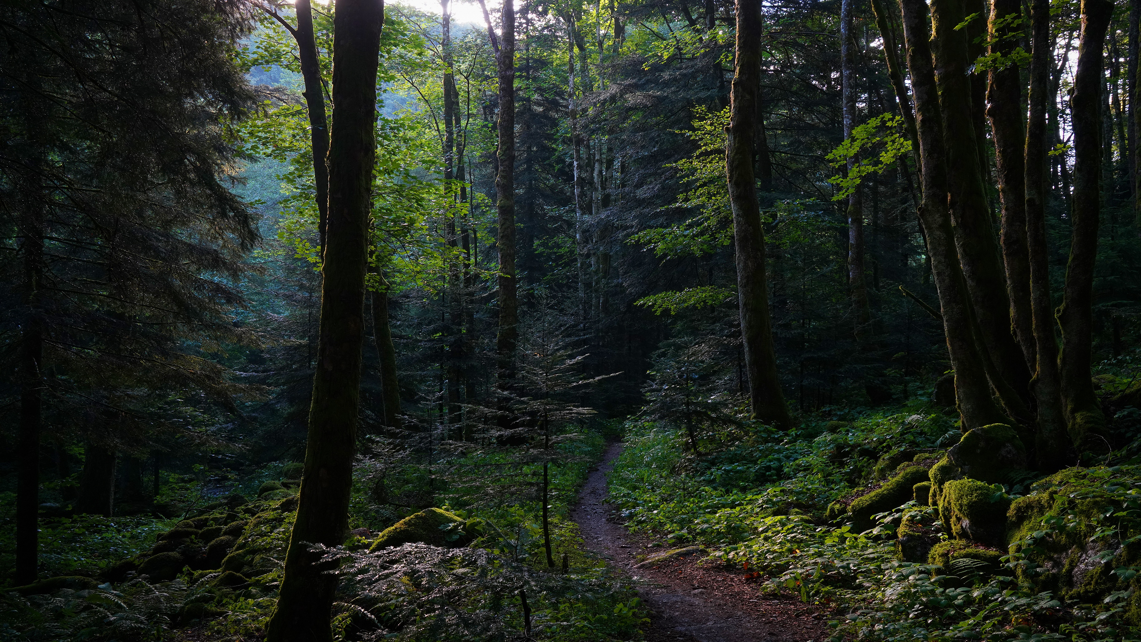 Обои деревья, полумрак, камни, лес, ветки, листва, тропинка, мох, заросли, trees, twilight, stones, forest, branches, foliage, path, moss, thickets разрешение 3840x2160 Загрузить