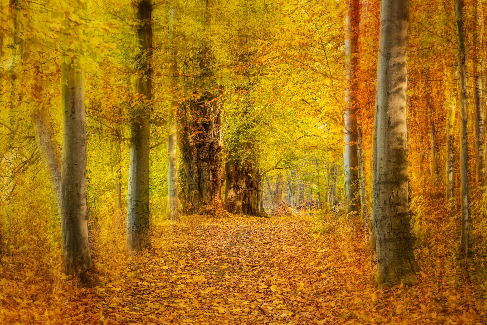 Обои деревья, лес, листья, парк, осень, желтые, аллея, trees, forest, leaves, park, autumn, yellow, alley разрешение 2048x1365 Загрузить