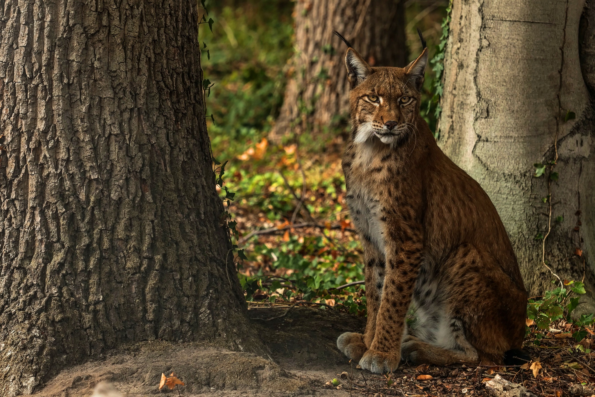 Обои деревья, лес, рысь, взгляд, осень, сидит, trees, forest, lynx, look, autumn, sitting разрешение 2047x1365 Загрузить