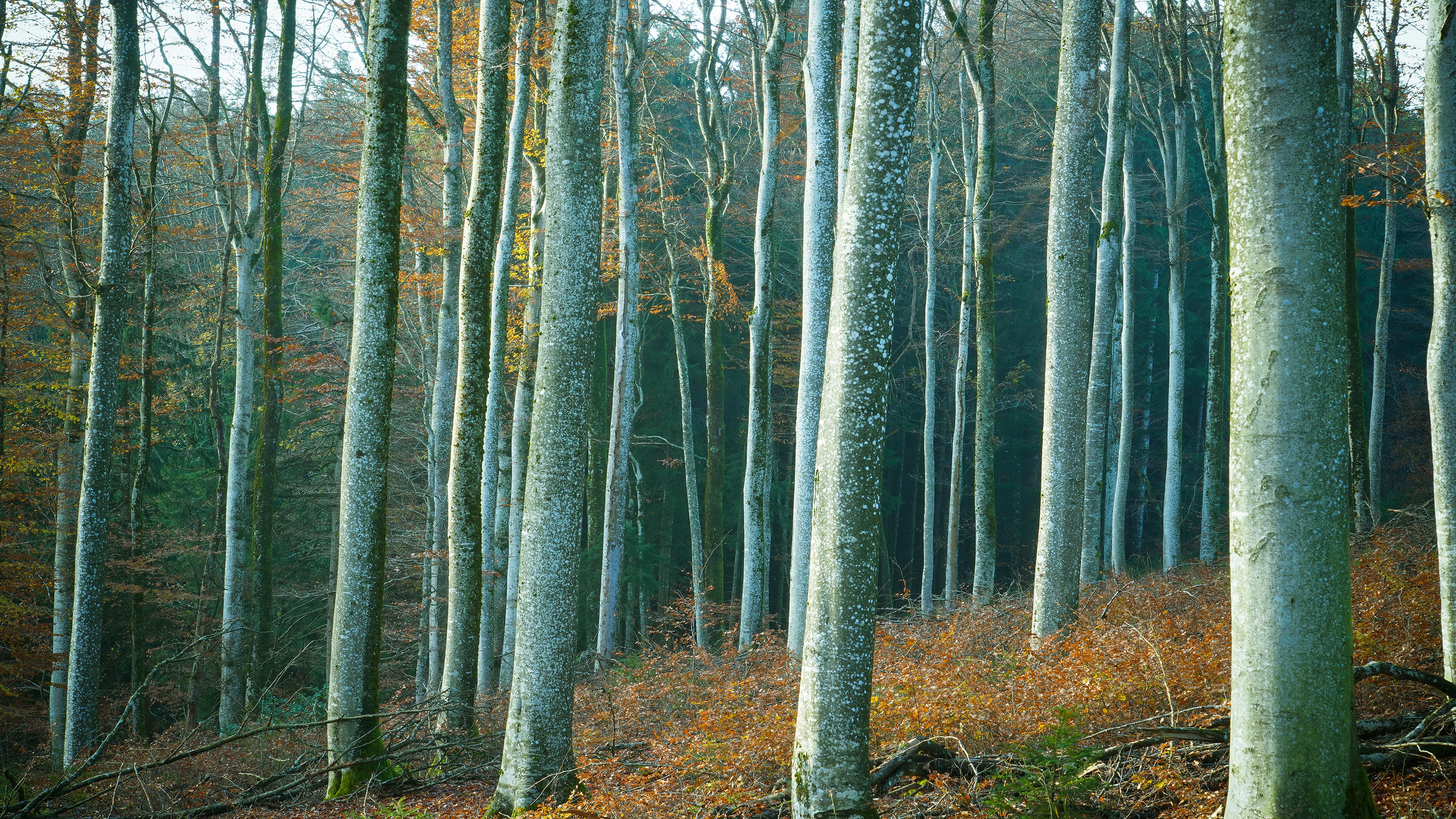 Обои деревья, лес, стволы, trees, forest, trunks разрешение 3840x2160 Загрузить