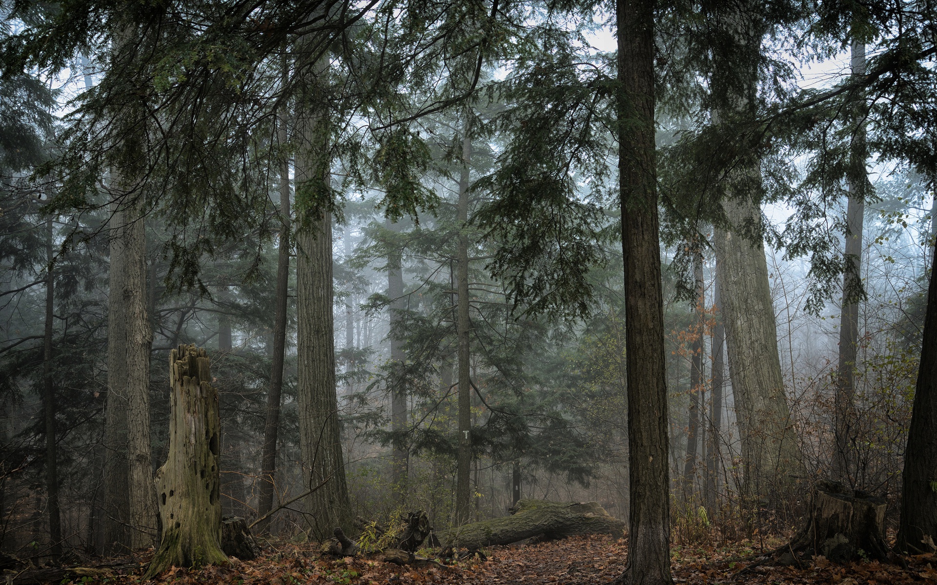 Обои деревья, природа, лес, листья, туман, trees, nature, forest, leaves, fog разрешение 1920x1200 Загрузить