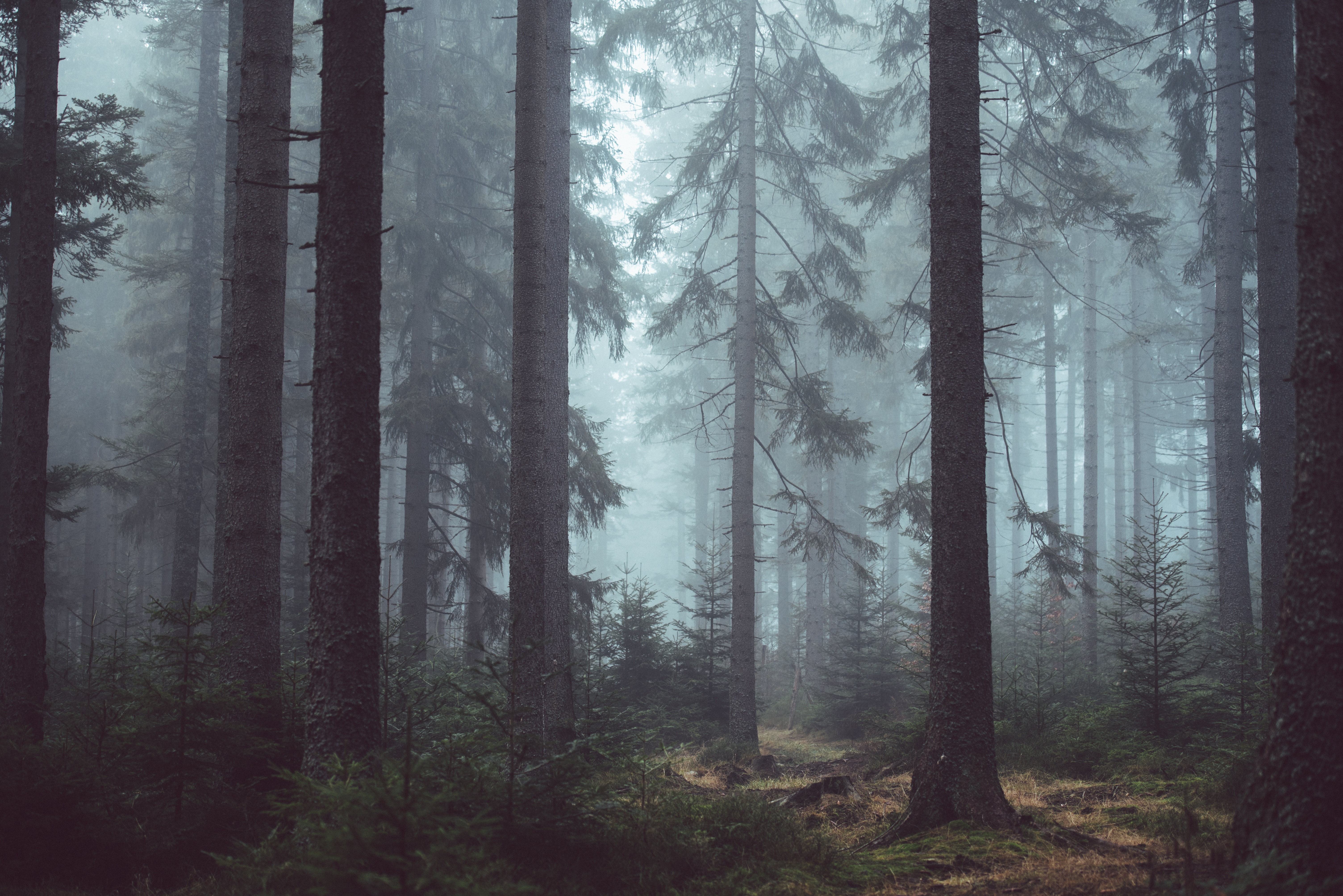 Обои деревья, природа, лес, туман, trees, nature, forest, fog разрешение 6016x4016 Загрузить
