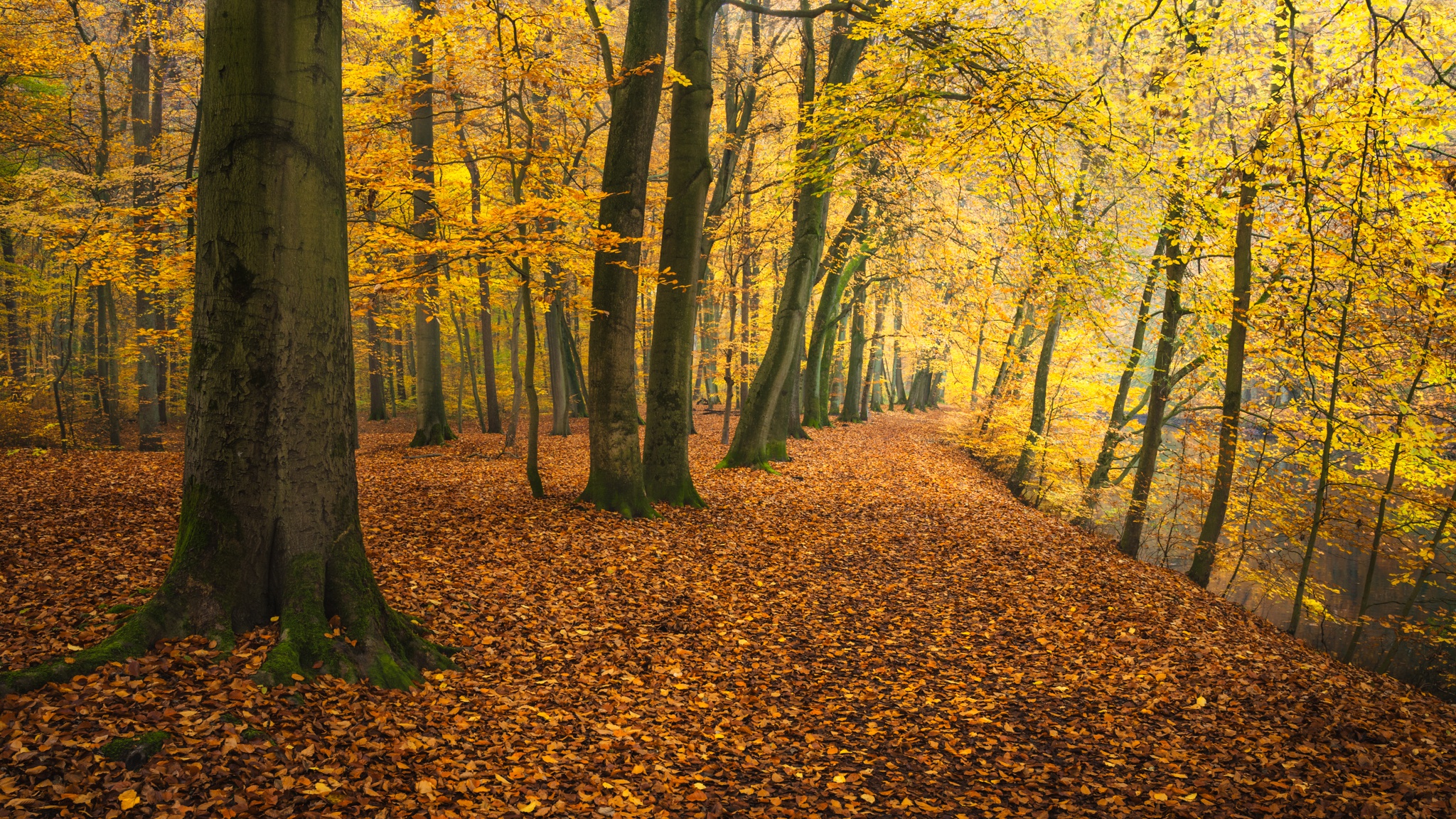 Обои деревья, река, парк, осень, германия, опавшая листва, trees, river, park, autumn, germany, fallen leaves разрешение 2048x1152 Загрузить