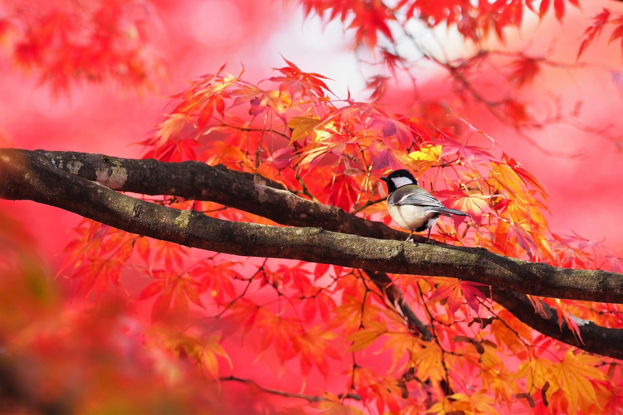 Обои дерево, листья, ветки, птица, клен, синица, осенние листья, tree, leaves, branches, bird, maple, tit, autumn leaves разрешение 2000x1333 Загрузить