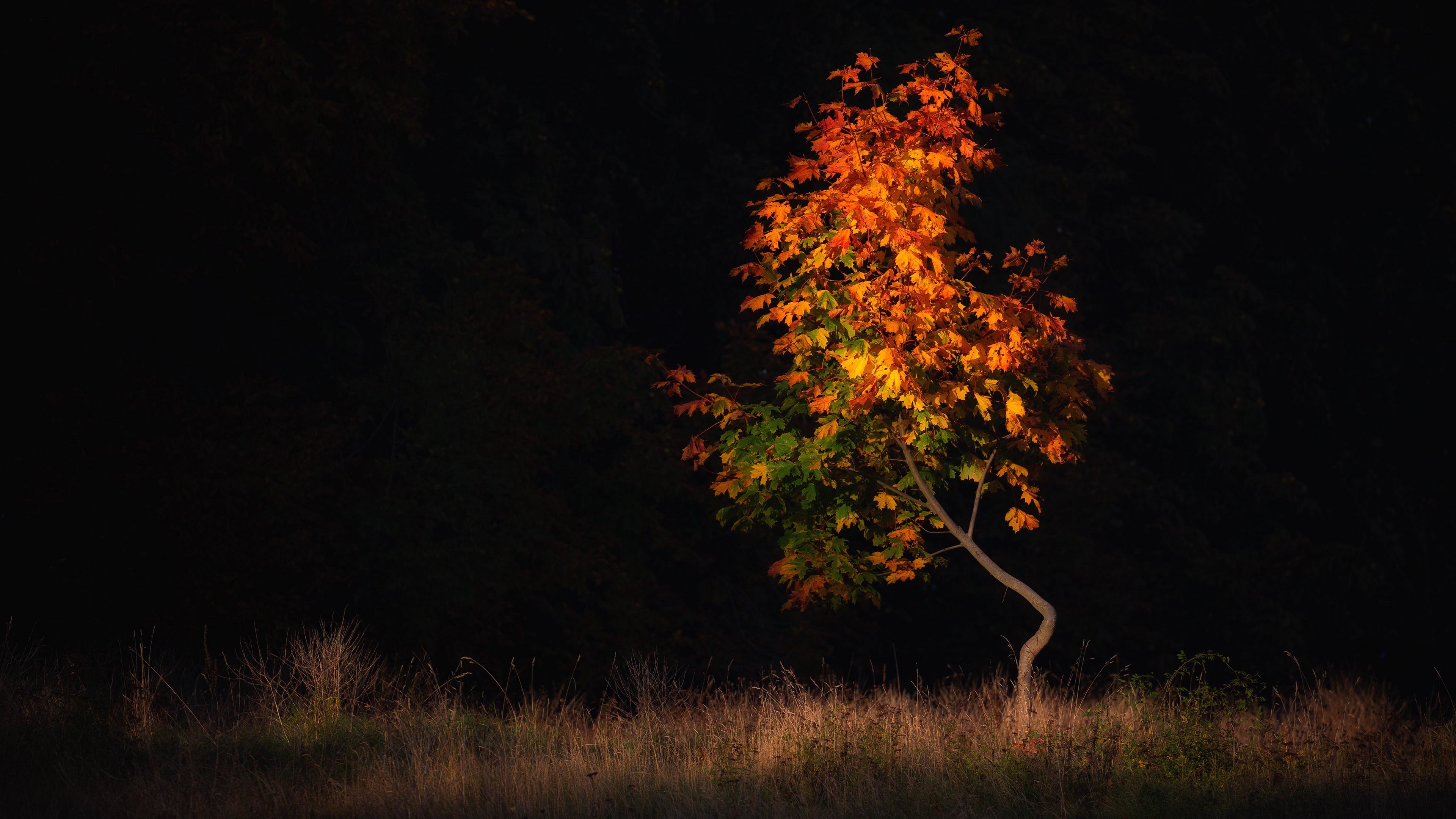 Обои дерево, поле, листва, осень, черный фон, клен, осенние листья, tree, field, foliage, autumn, black background, maple, autumn leaves разрешение 3840x2160 Загрузить