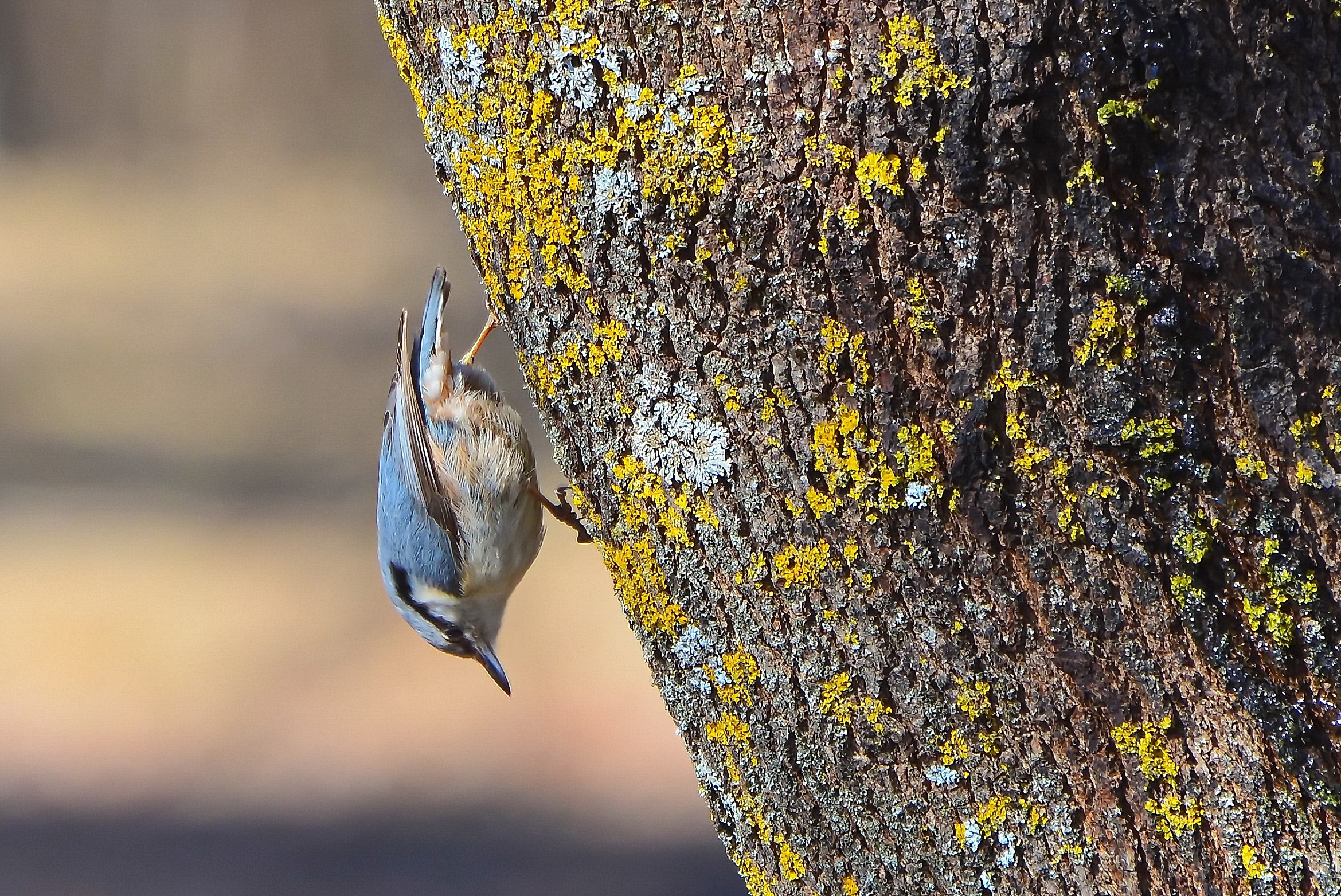 Обои дерево, птица, весна, поползень-крошка, tree, bird, spring, nuthatch-baby разрешение 2339x1563 Загрузить