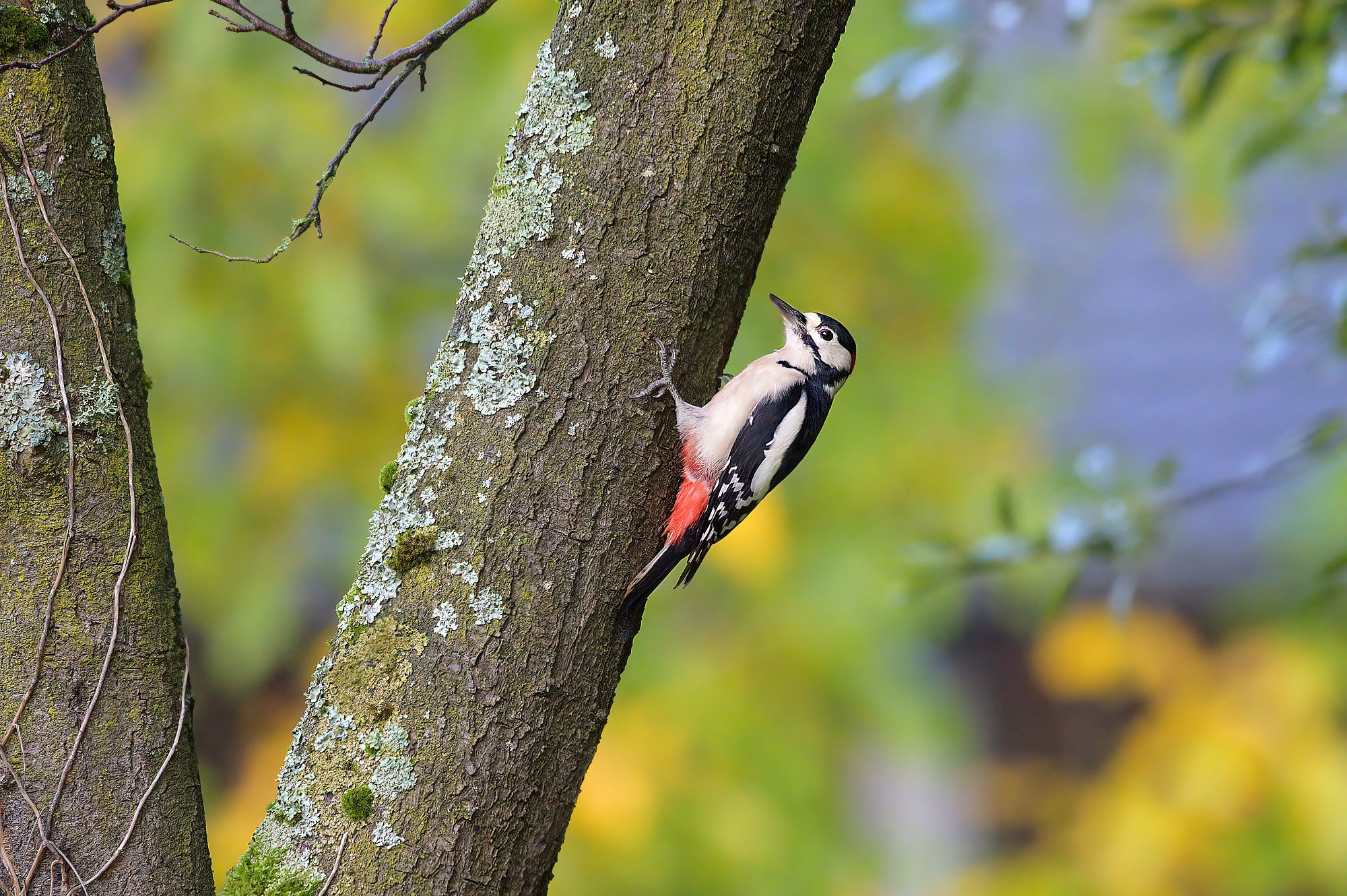 Обои дерево, ветки, птица, дятел, tree, branches, bird, woodpecker разрешение 2000x1330 Загрузить