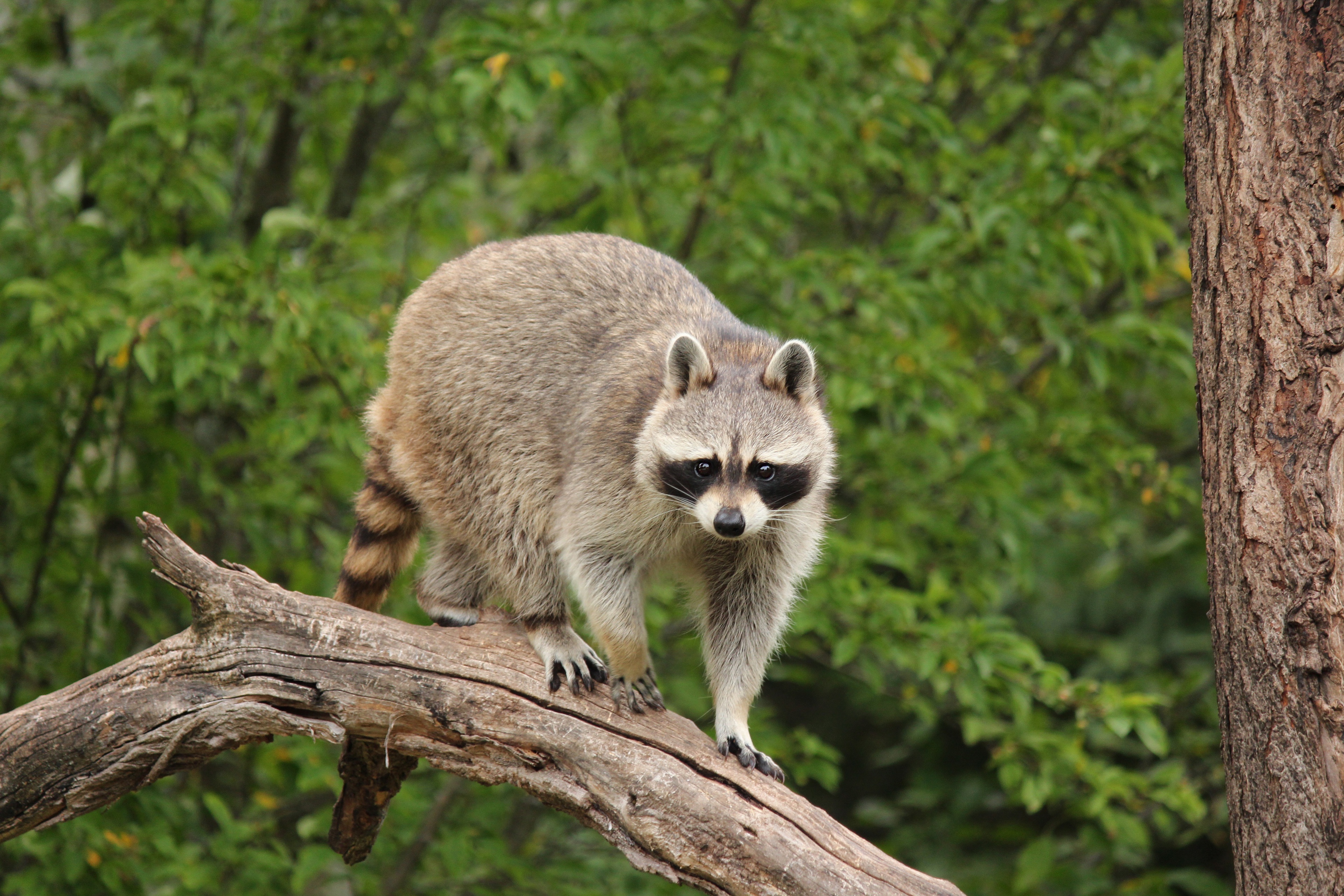 Обои дерево, взгляд, енот, tree, look, raccoon разрешение 3840x2560 Загрузить