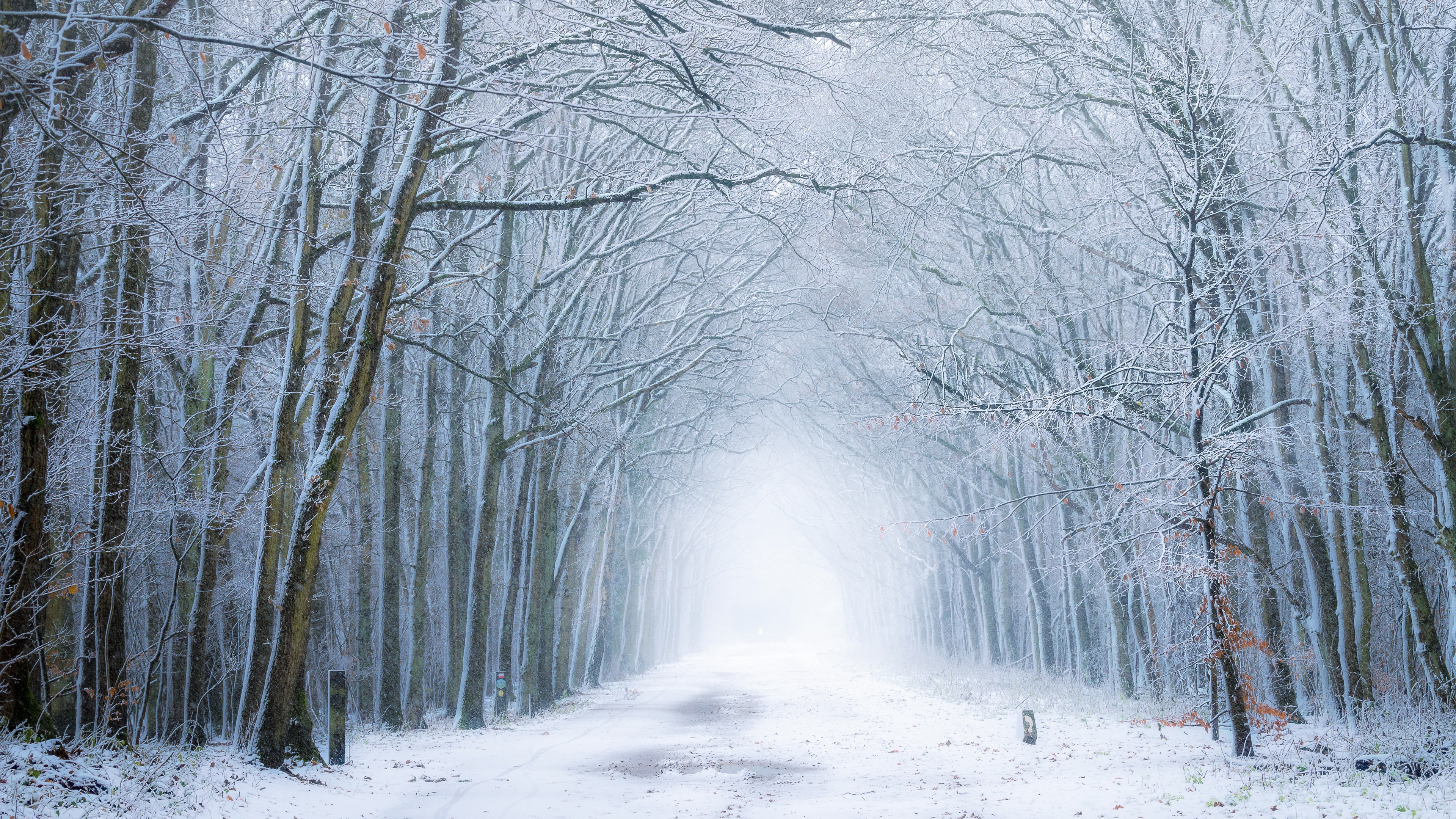 Обои дорога, лес, зима, туман, road, forest, winter, fog разрешение 3840x2160 Загрузить