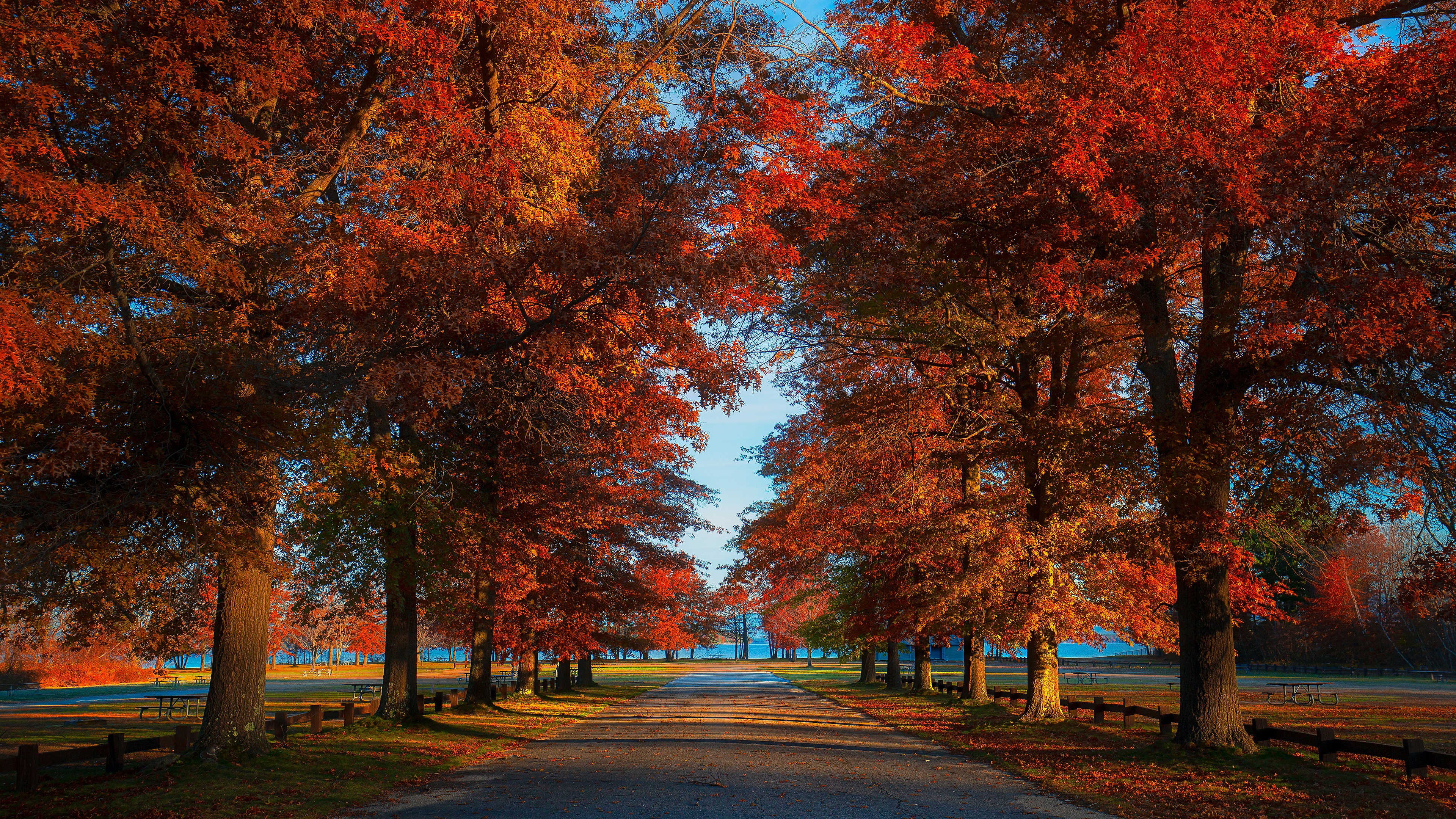 Обои дорога, парк, листва, осень, аллея, road, park, foliage, autumn, alley разрешение 3840x2160 Загрузить