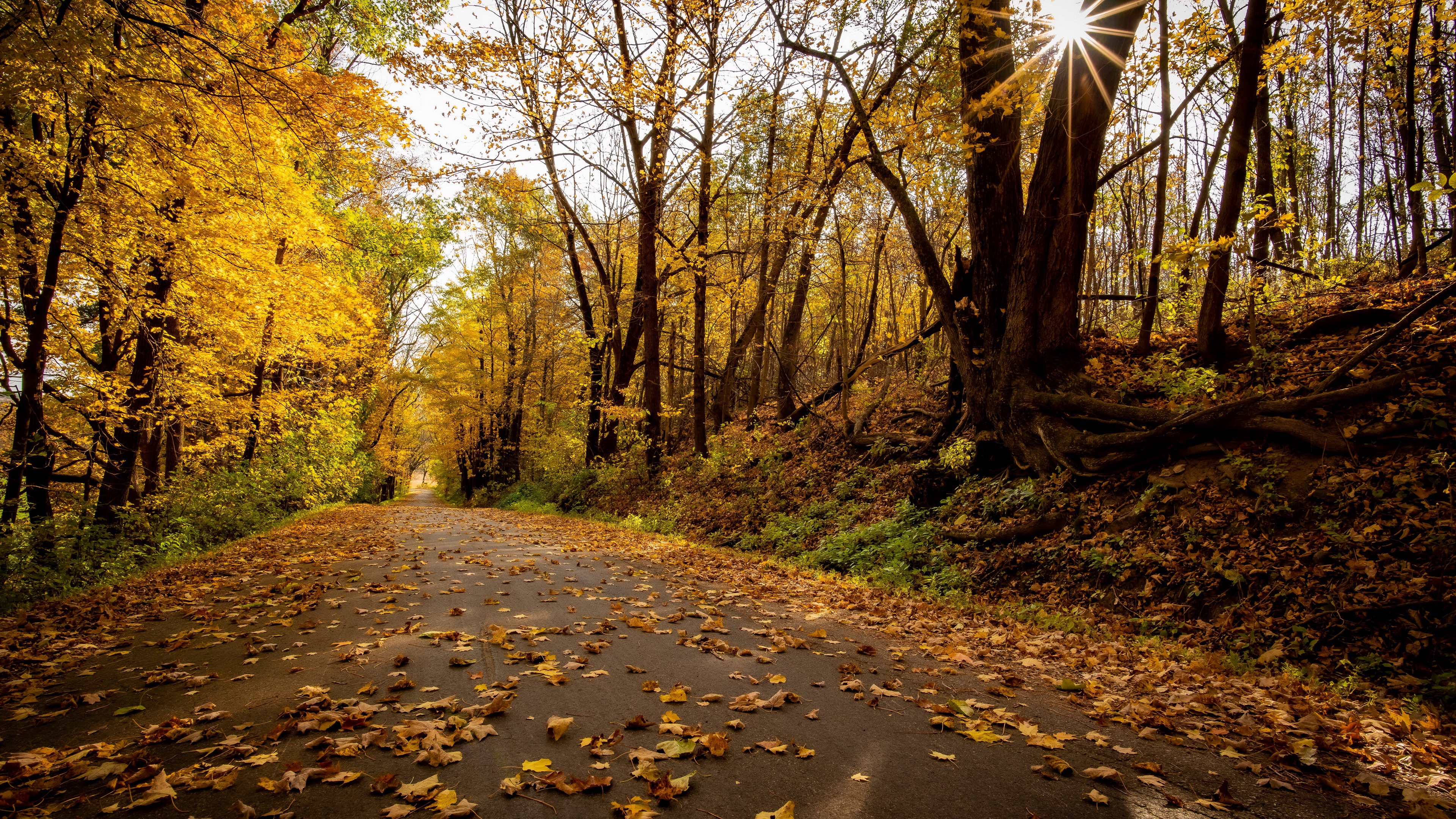 Обои дорога, парк, осень, road, park, autumn разрешение 3840x2160 Загрузить