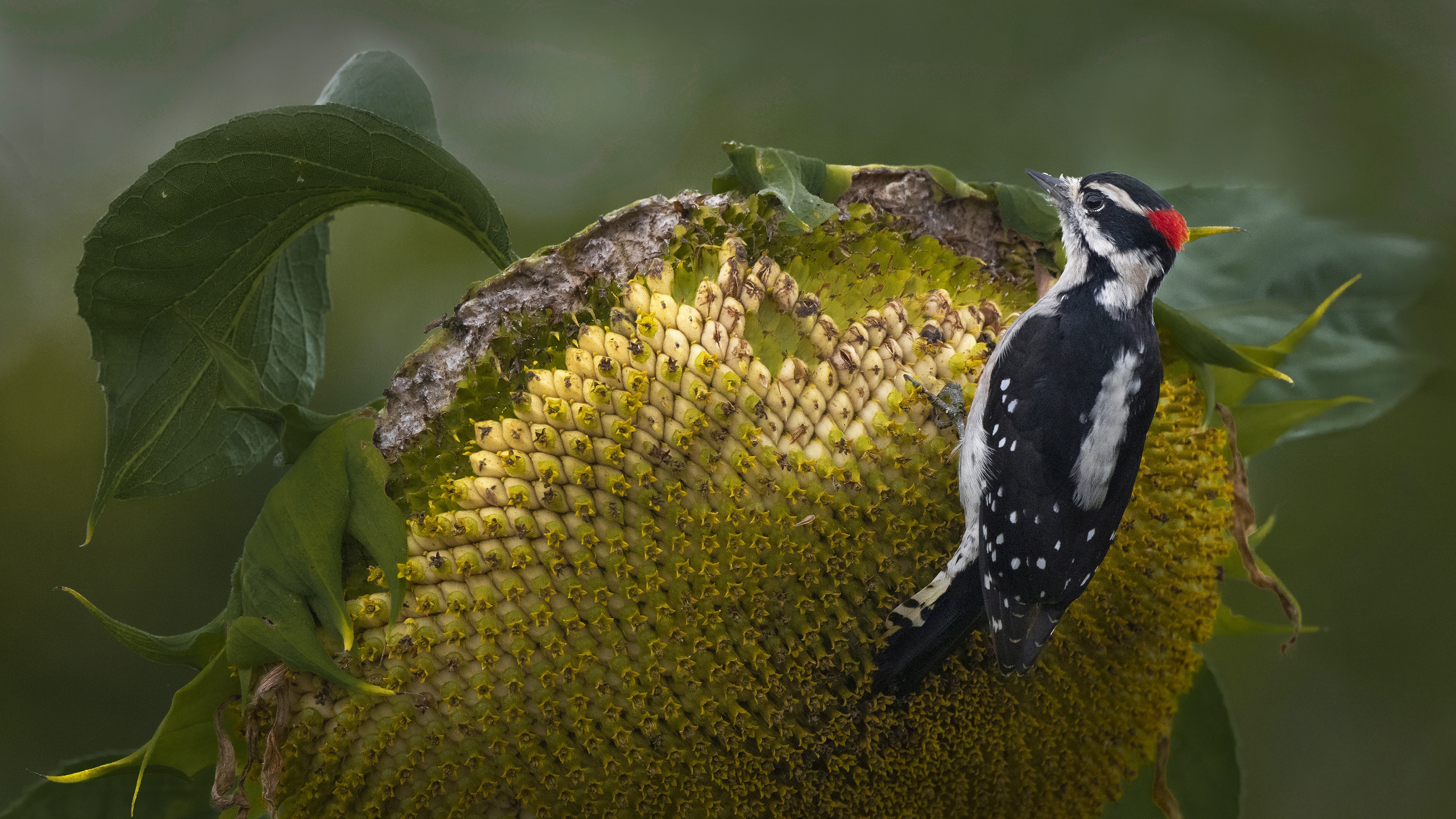 Обои фон, цветок, подсолнух, птица, спелый, семечки, дятел, background, flower, sunflower, bird, ripe, seeds, woodpecker разрешение 3840x2160 Загрузить