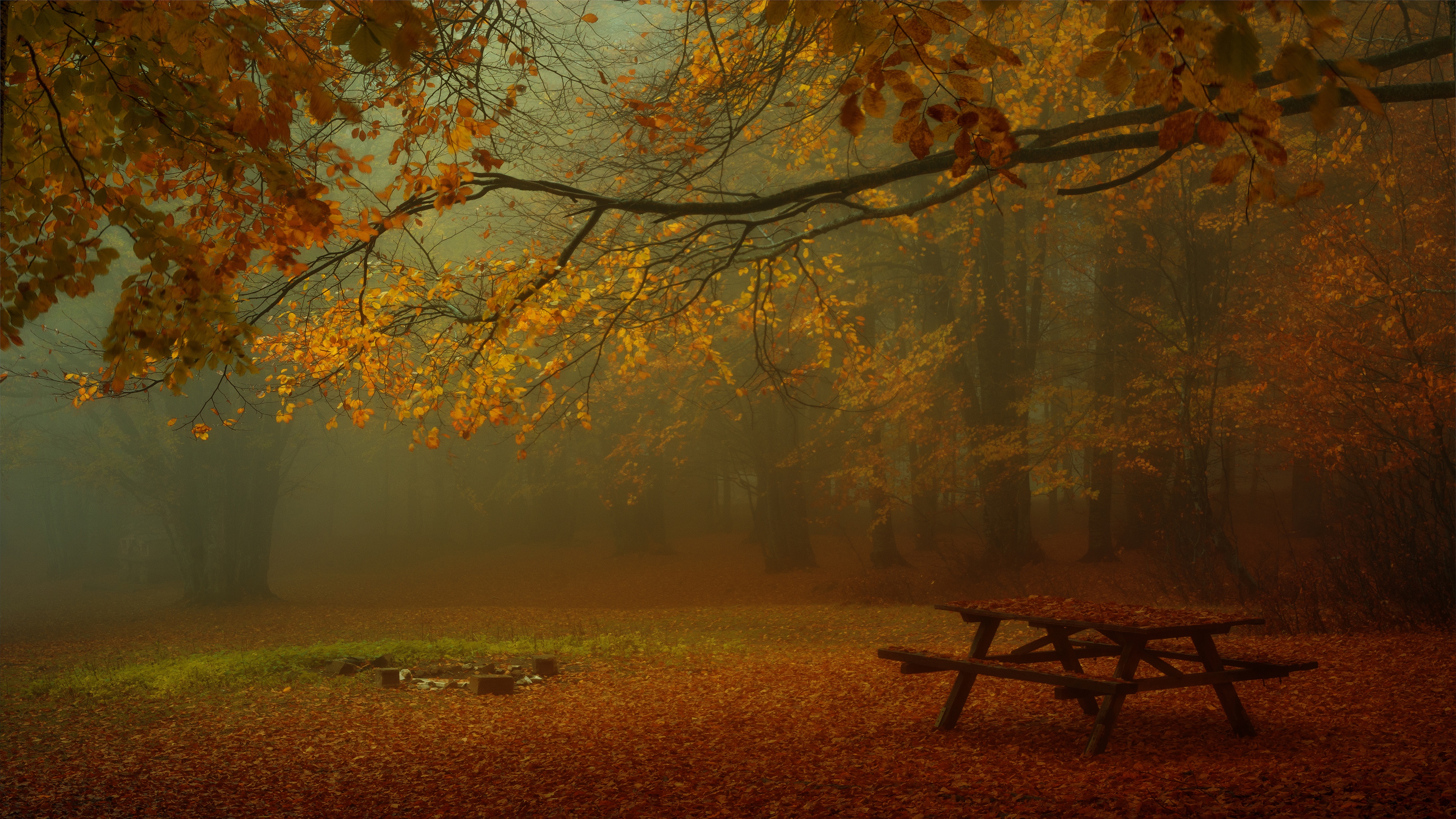 Обои лес, парк, туман, ветки, листва, осень, стол, скамейки, forest, park, fog, branches, foliage, autumn, table, benches разрешение 3840x2160 Загрузить