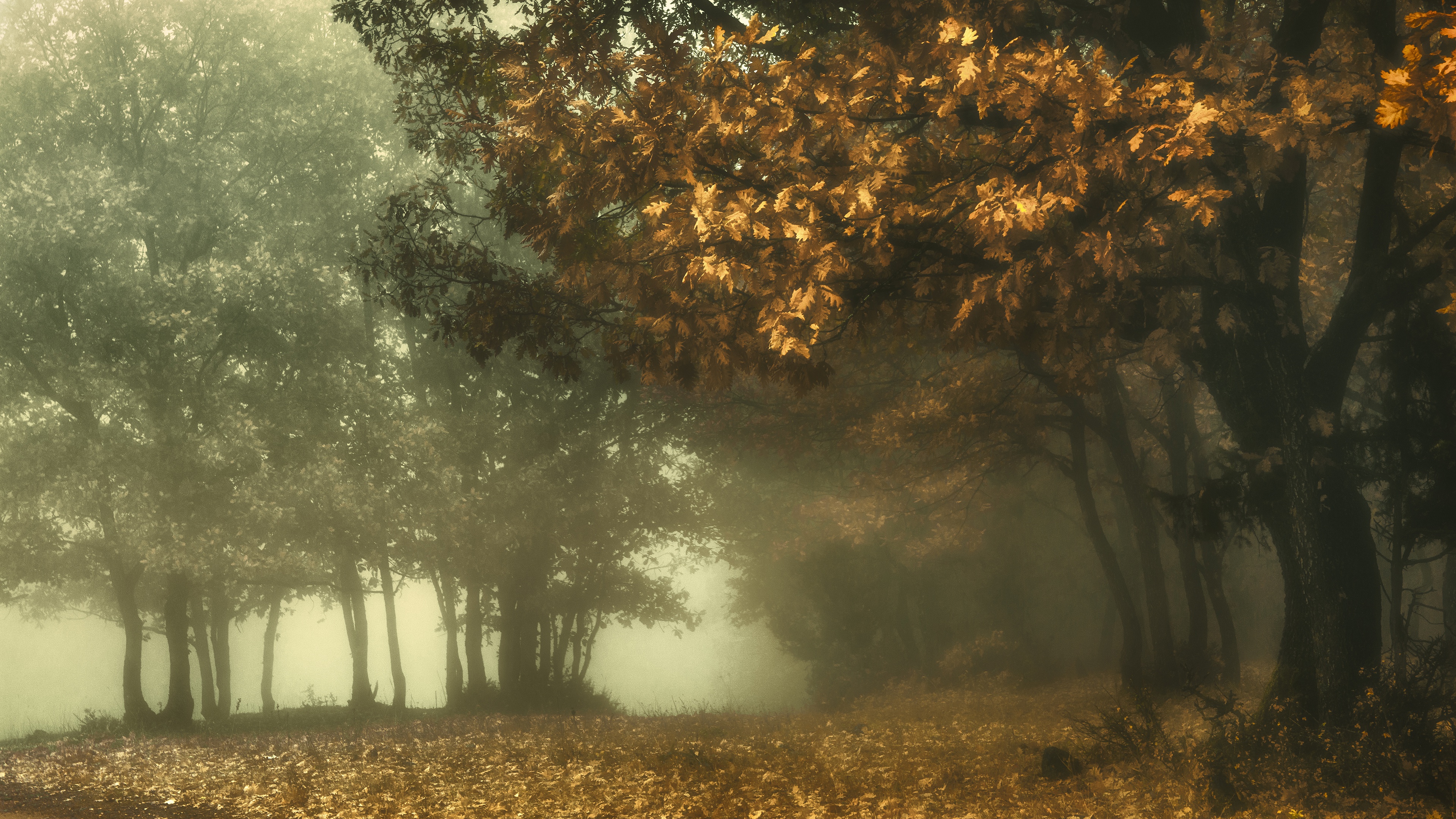 Обои лес, парк, туман, ветви, листва, осень, дуб, forest, park, fog, branch, foliage, autumn, oak разрешение 3840x2160 Загрузить