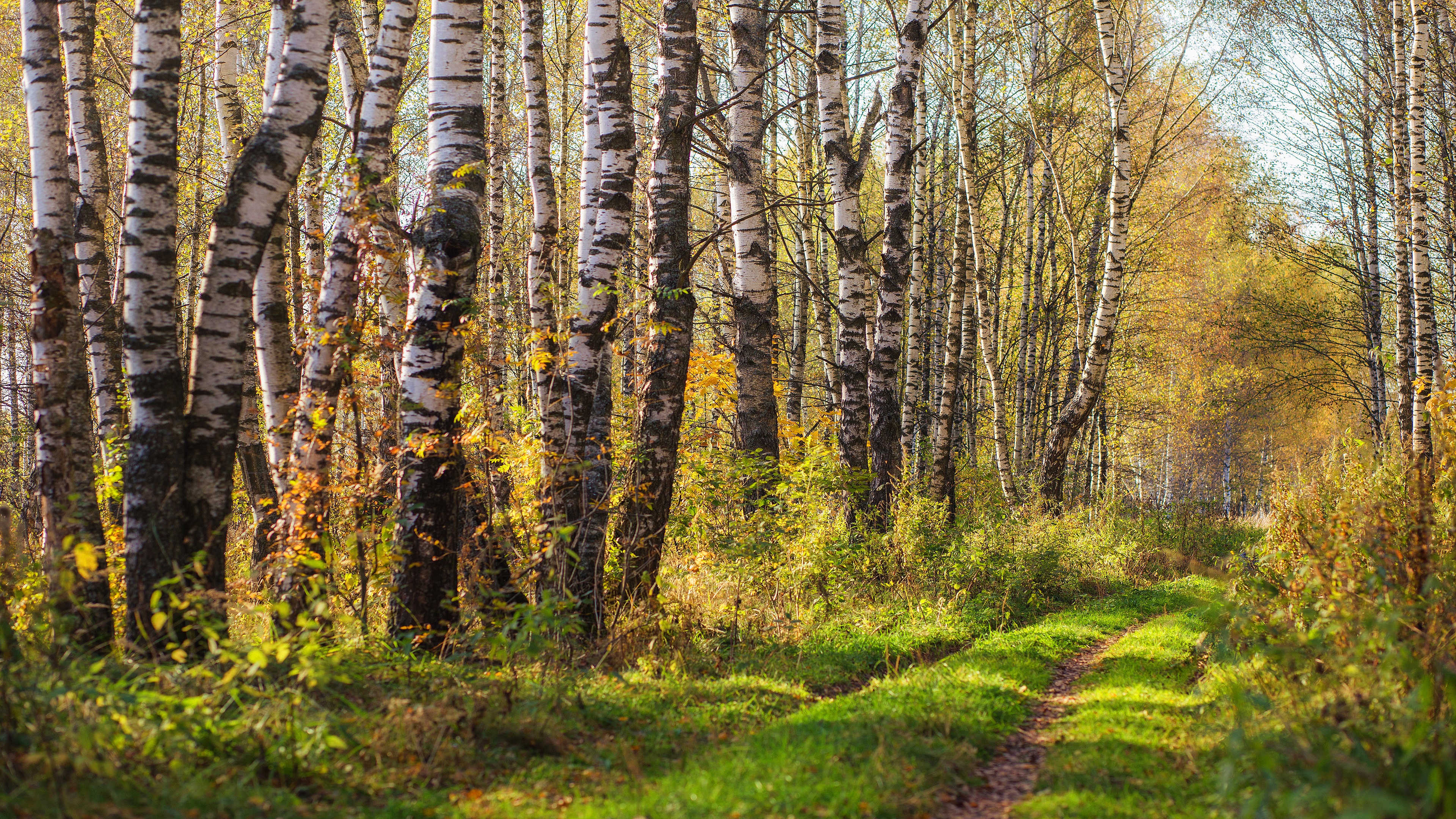 Обои лес, стволы, березы, листва, осень, роща, березовая роща, forest, trunks, birch, foliage, autumn, grove, birch grove разрешение 3840x2160 Загрузить