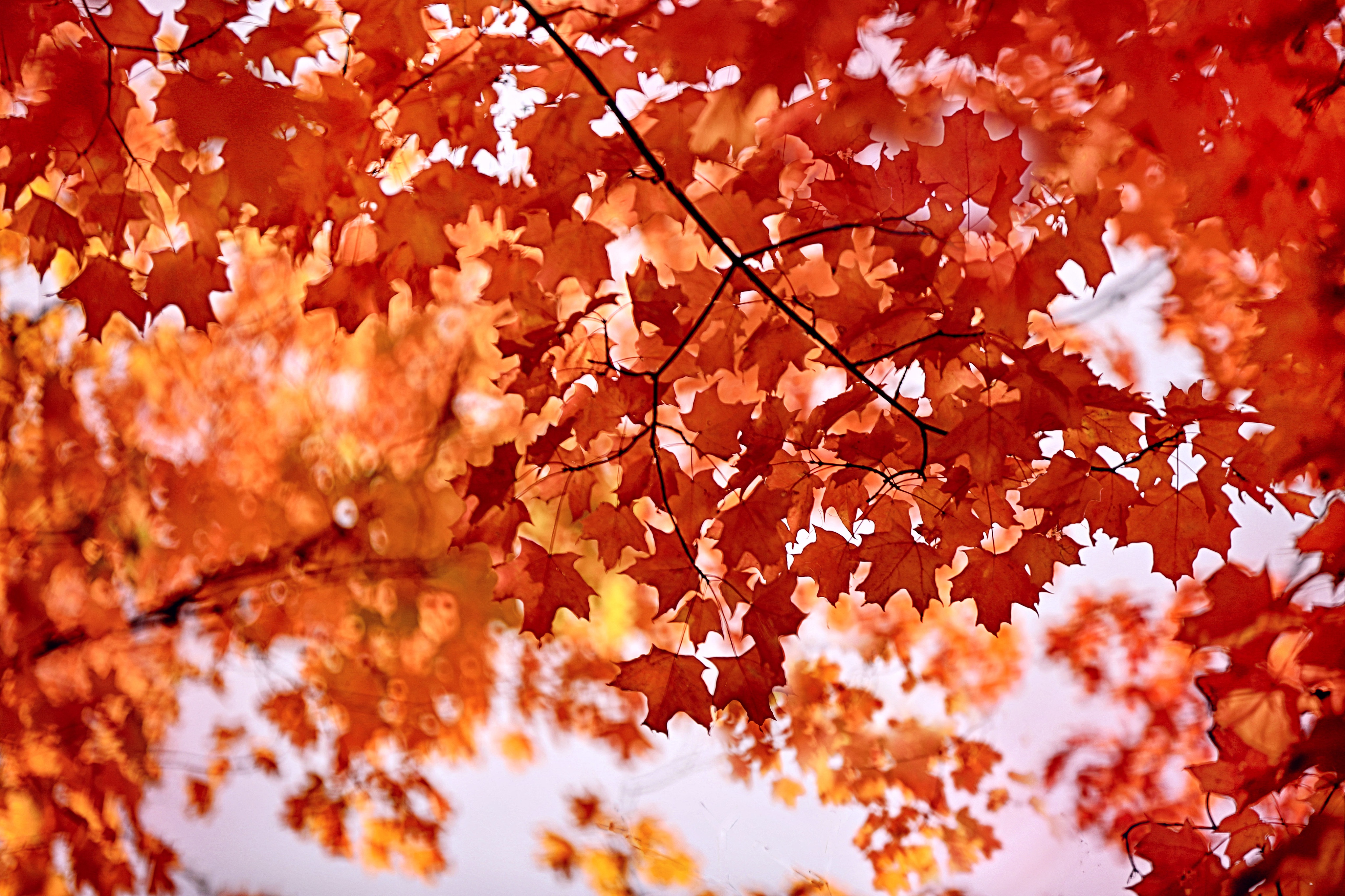 Обои листья, клен, багрянец, leaves, maple, the crimson разрешение 4096x2730 Загрузить