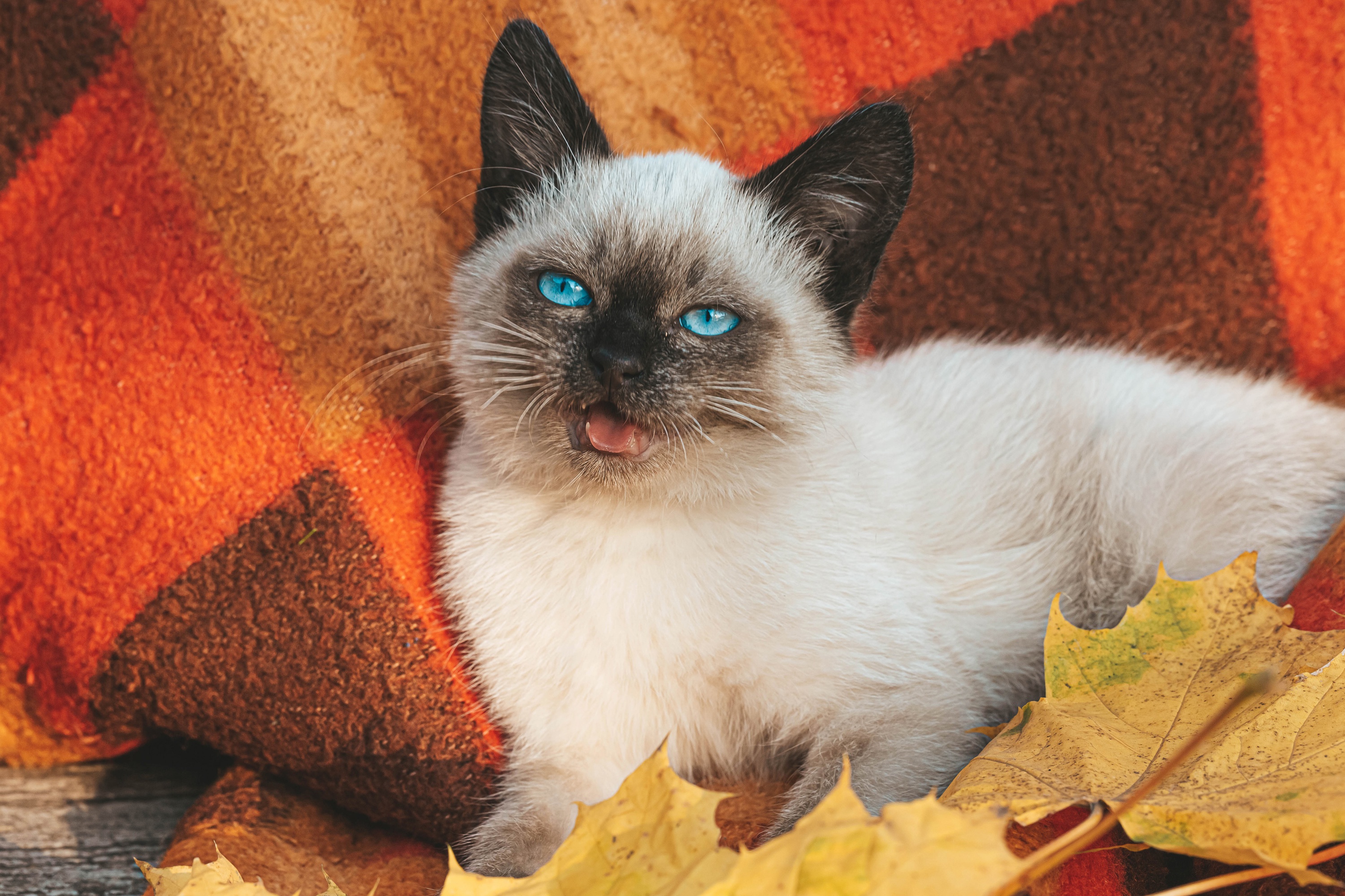 Обои сиамская кошка, листья, кот, мордочка, осень, котенок, белый, голубые глаза, плед, siamese cat, leaves, cat, muzzle, autumn, kitty, white, blue eyes, plaid разрешение 3000x2000 Загрузить