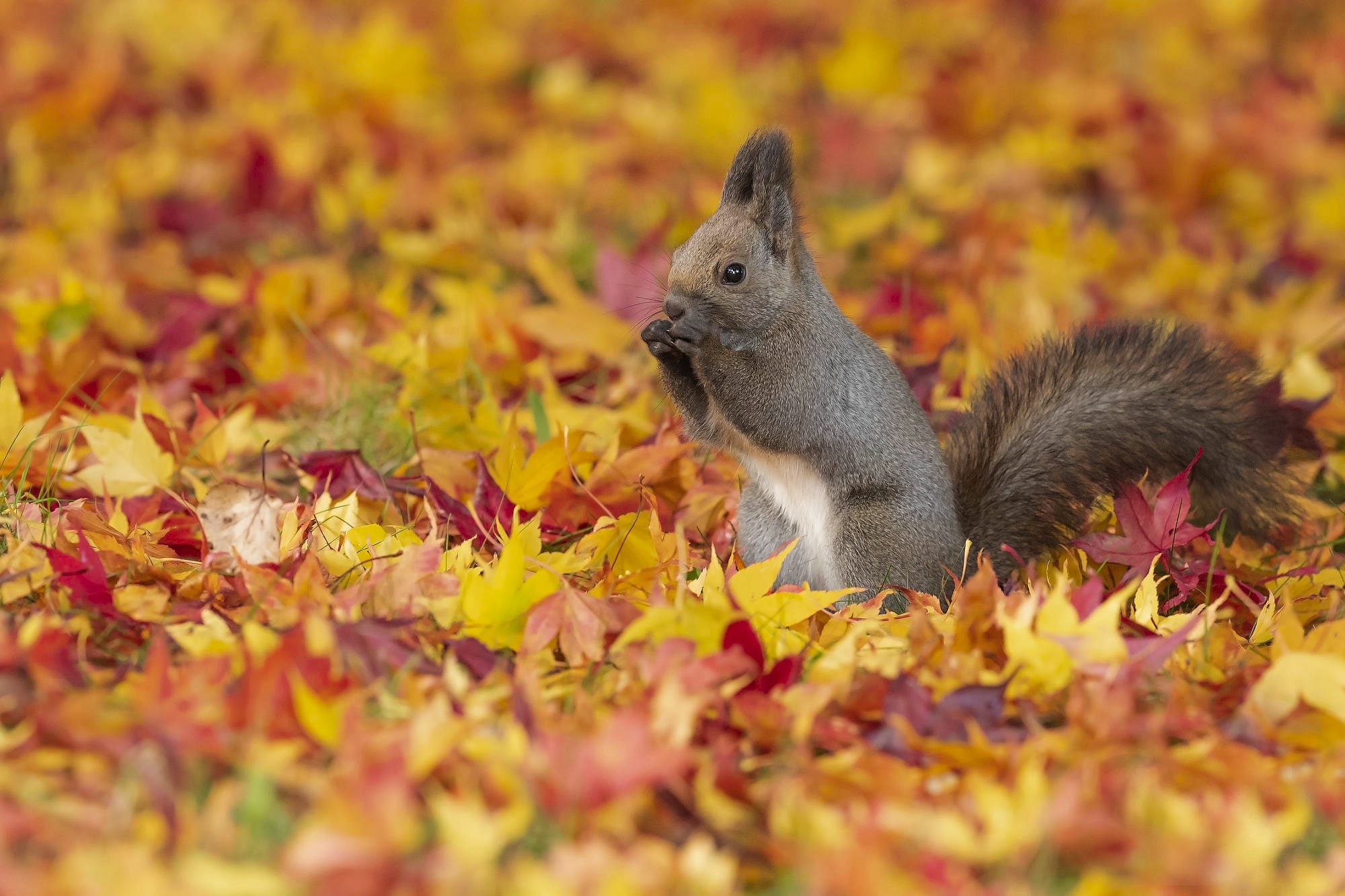 Обои листья, листва, осень, серая, белка, желтые, осенние листья, leaves, foliage, autumn, grey, protein, yellow, autumn leaves разрешение 2000x1333 Загрузить