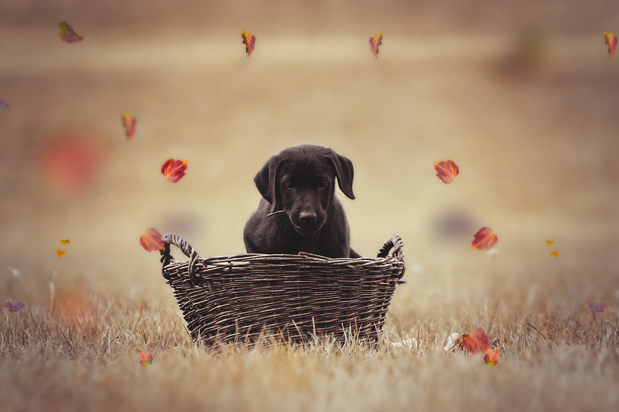 Обои листья, осень, собака, щенок, корзина, лабрадор, боке, leaves, autumn, dog, puppy, basket, labrador, bokeh разрешение 2000x1333 Загрузить