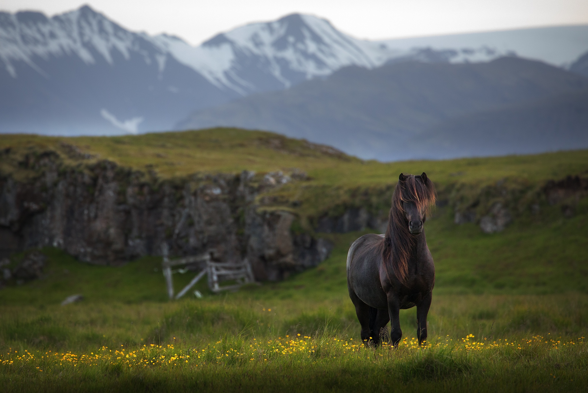 Обои лошадь, горы, конь, исландия, horse, mountains, iceland разрешение 2048x1371 Загрузить