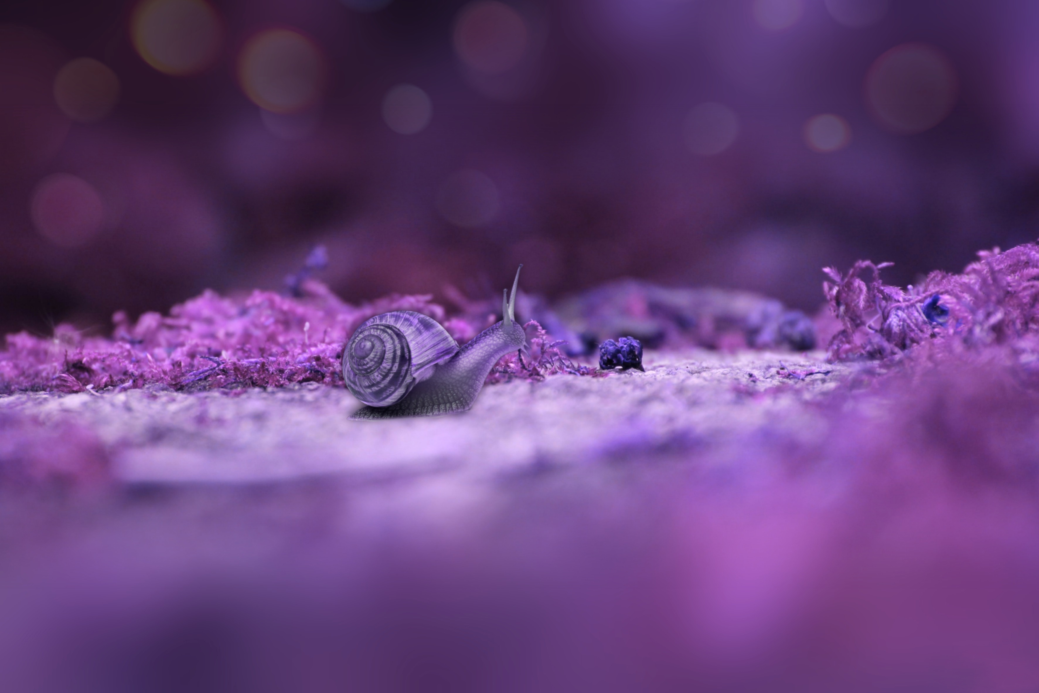 Обои макро, фон, улитка, macro, background, snail разрешение 3546x2365 Загрузить