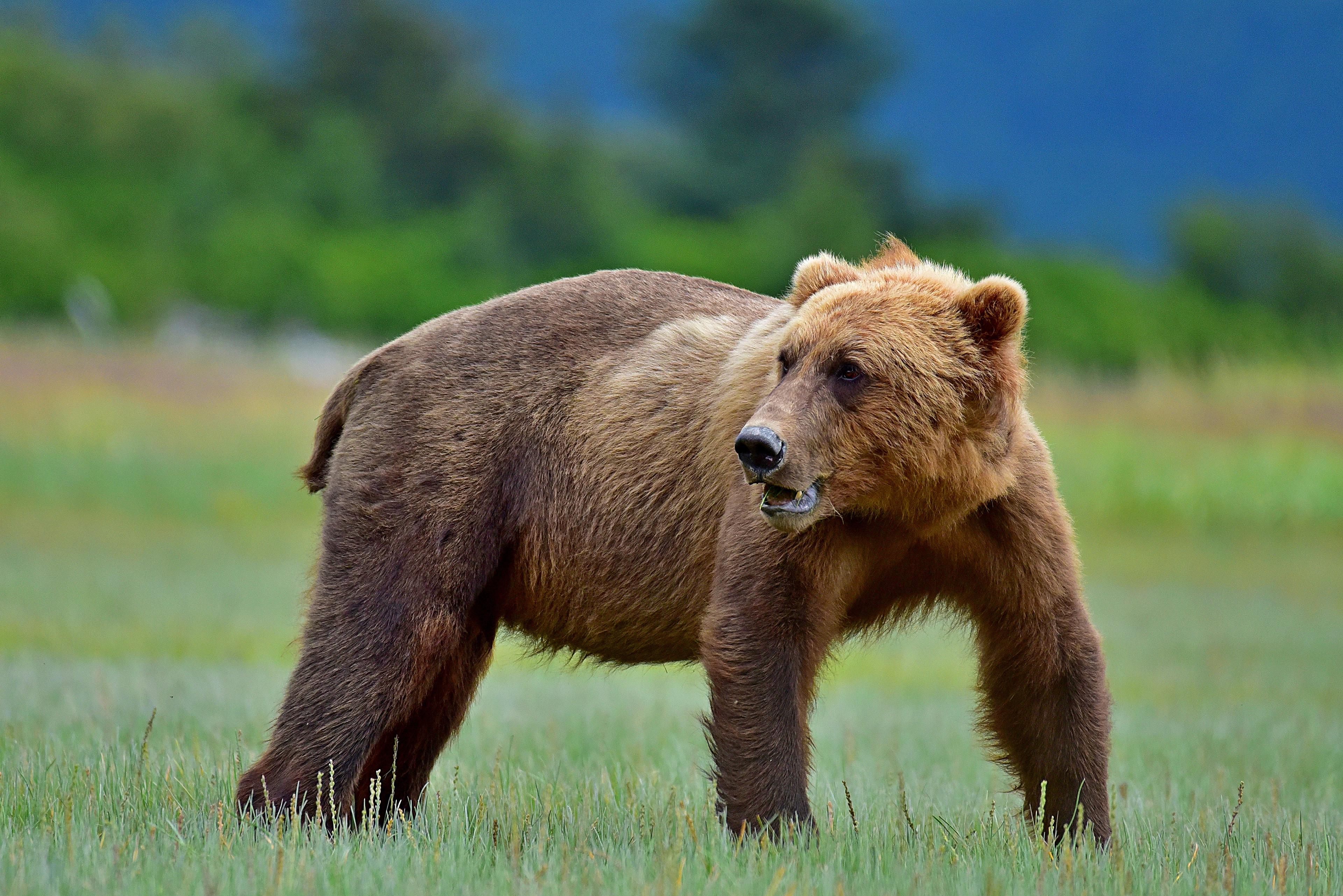 Обои медведь, поляна, бурый, bear, glade, brown разрешение 3840x2563 Загрузить